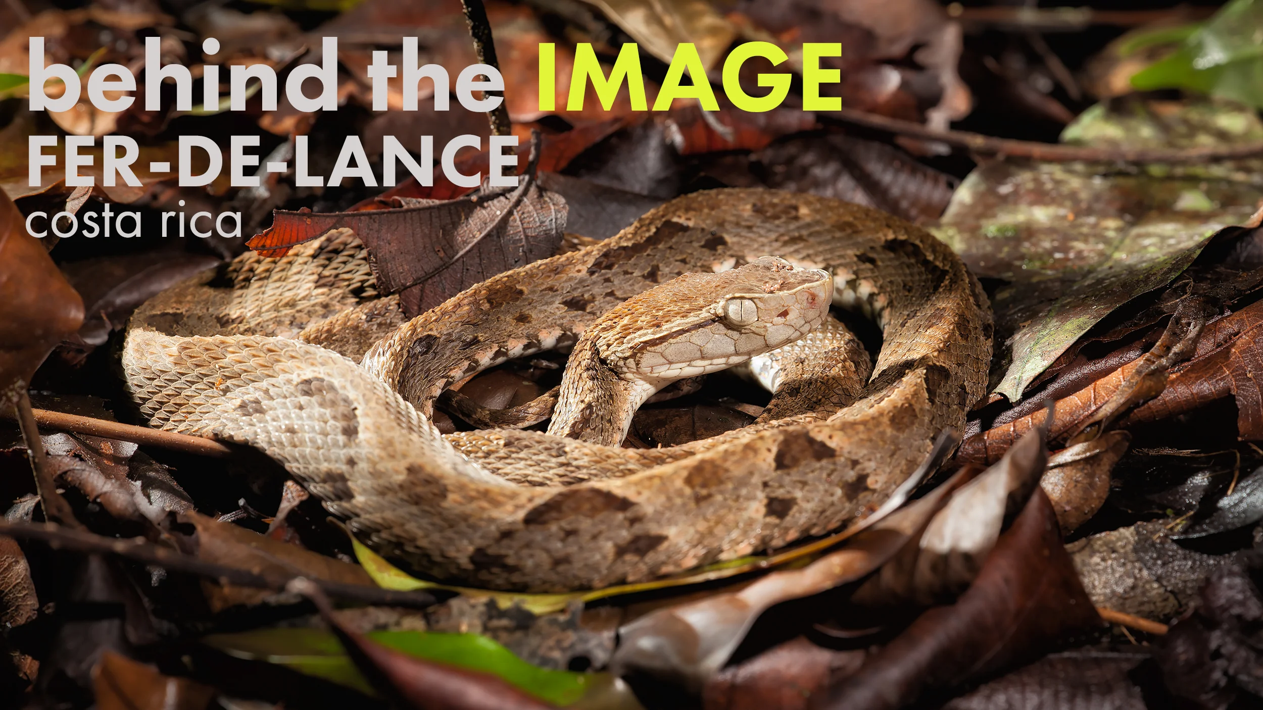 fer-de-lance-banner.jpg
