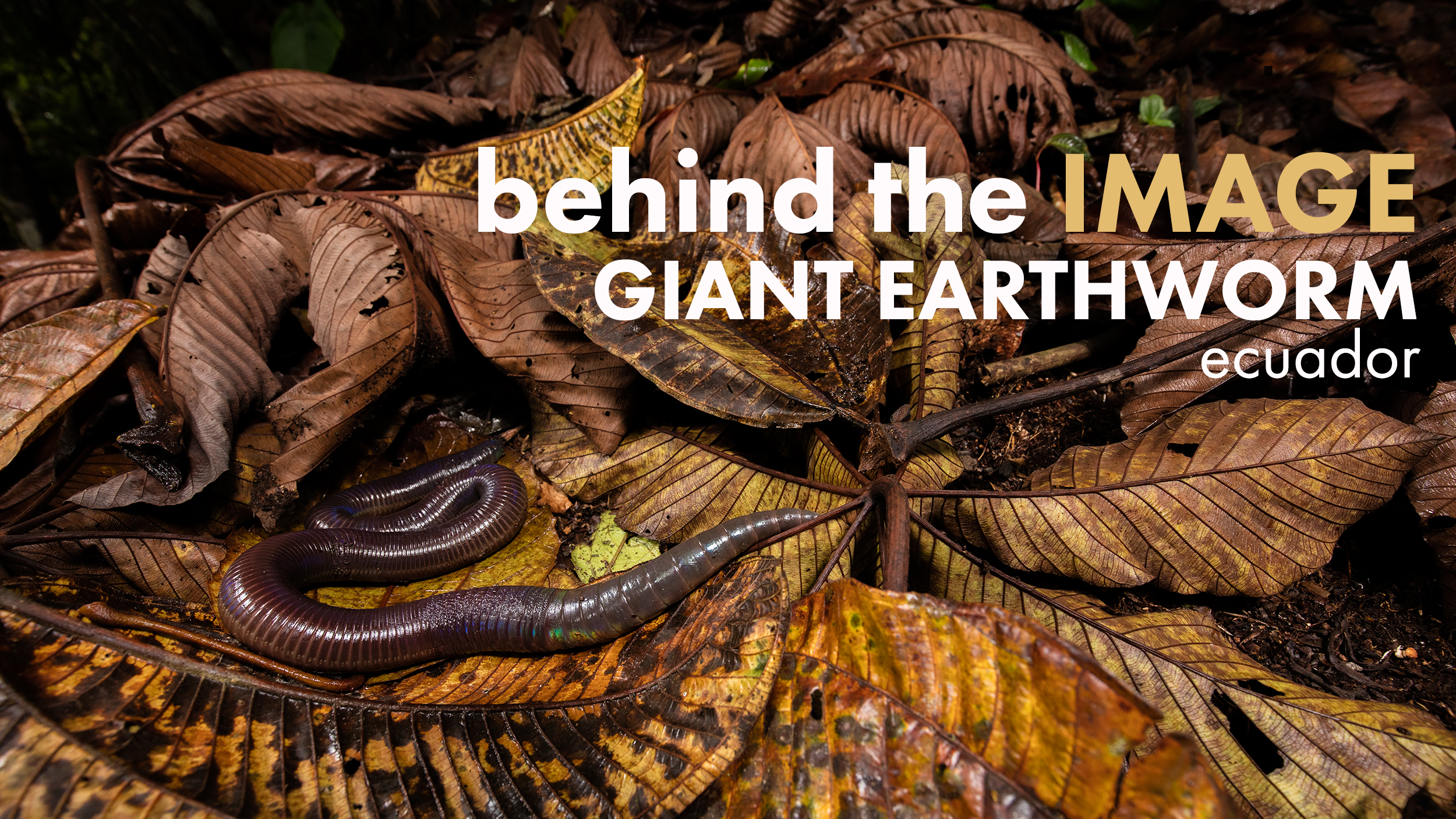 BEHIND THE IMAGE | Giant earthworm — Deep Green Photography