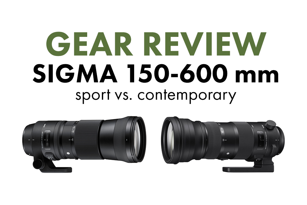 Onnauwkeurig Kort geleden Deskundige GEAR | Sigma 150-600 mm Sport vs. Contemporary — Deep Green Photography