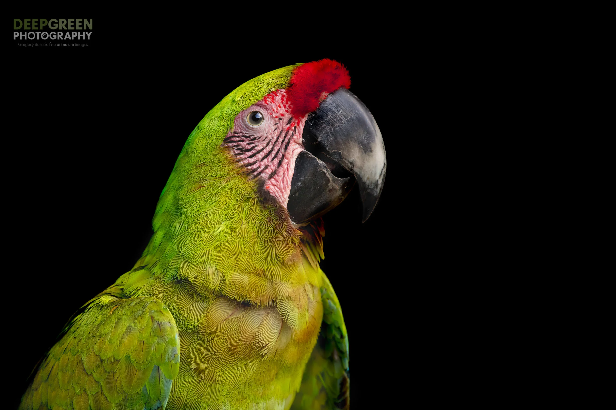 Great Green Macaws are coming back from the brink of extinction in Costa Rica due to conservation efforts. I took this portrait of a wild individual in northern Costa Rica. The soft light and thoughtful expression conveys to me the feeling of hope that the species will indeed survive!