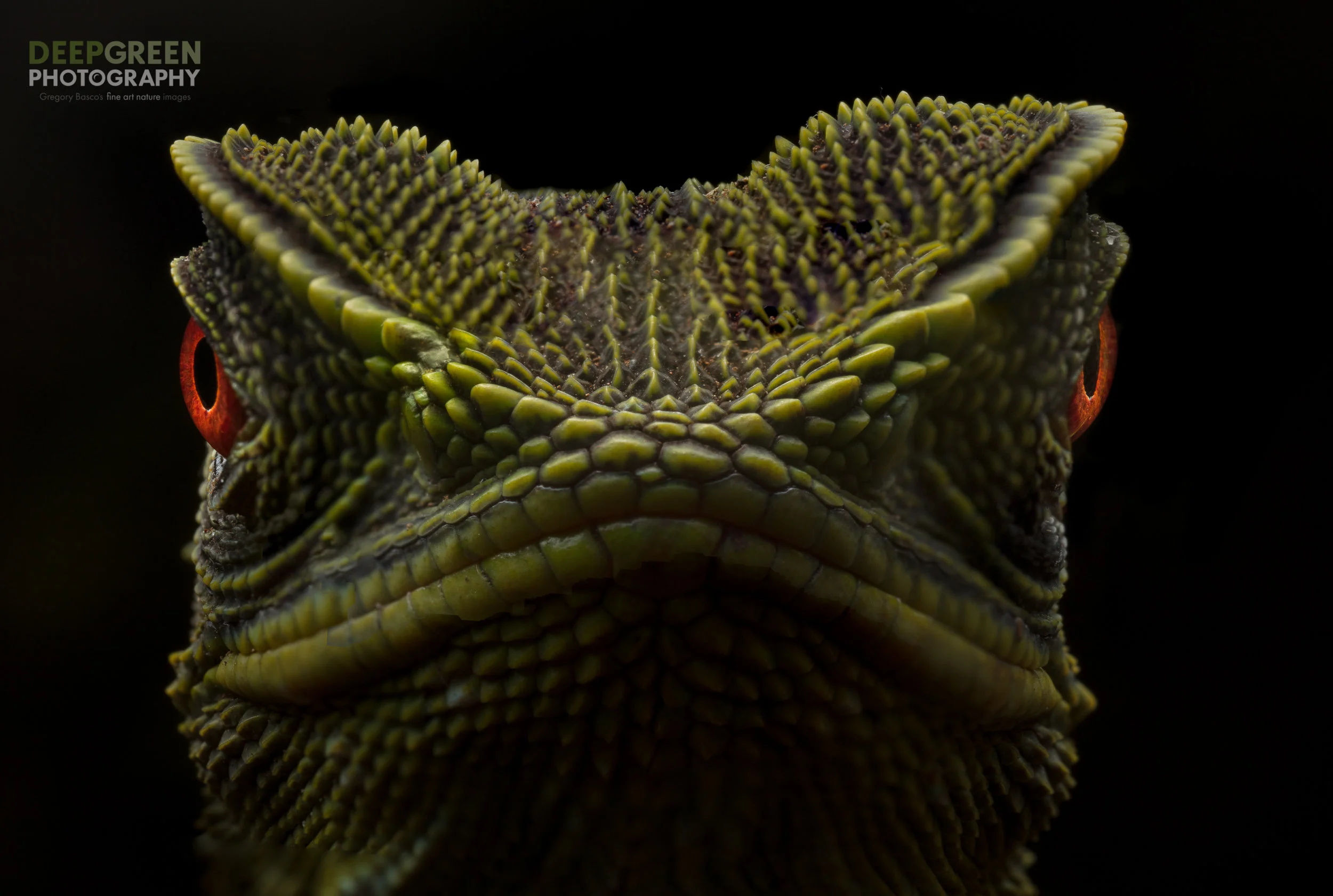 O'Shaughnessy's Dwarf Iguana, Mashpi Lodge, Ecuador