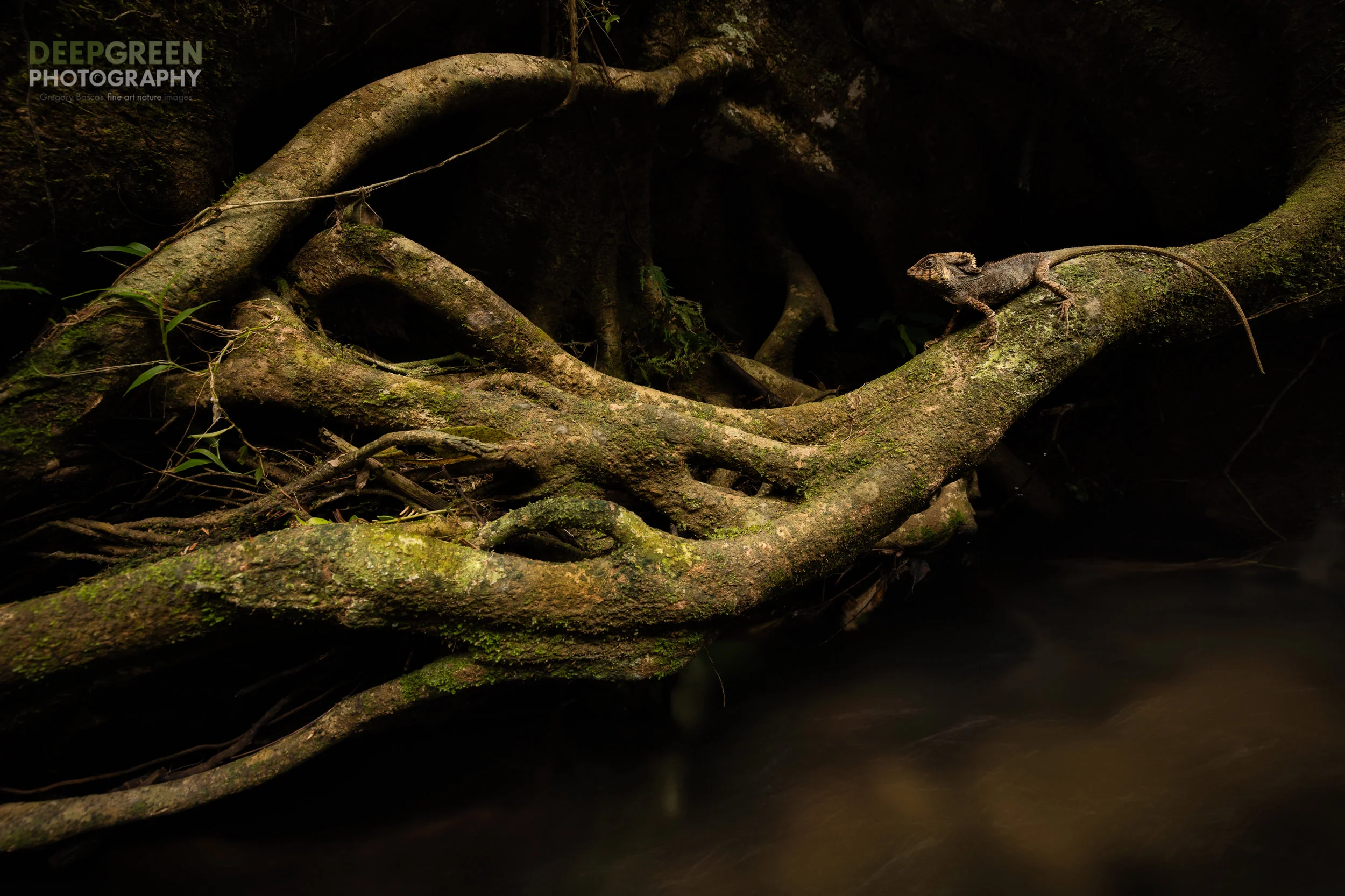 Rainforest Chiaroscuro