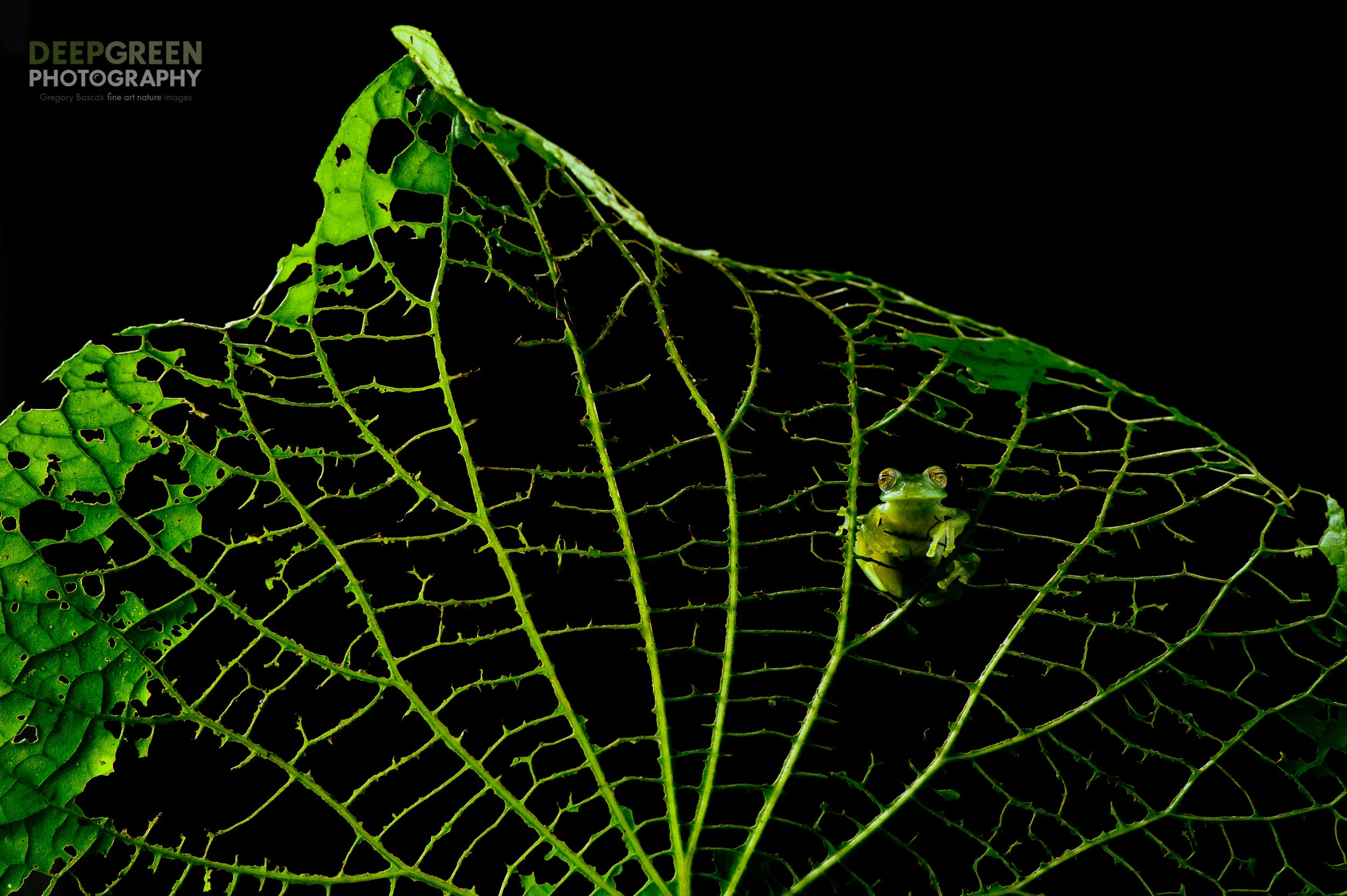 Emerald glass frog (Centrolenella prosoblepon) on skeletonized Piper sp. (black pepper family) leaf, a common plant in the Costa Rican tropical forest understory. I took this image of this amazing nocturnal frog at night in a cloud forests on the outskirts of the Juan Castro Blanco National Park in Costa Rica's Central Volcanic Mountain Range. The image, which goes beyond the standard frog shot, caught the eye of the judges and won the "Art in Nature" category of one of the two most important nature photography competitions in the world, the Nature's Best Windland Smith Rice contest.