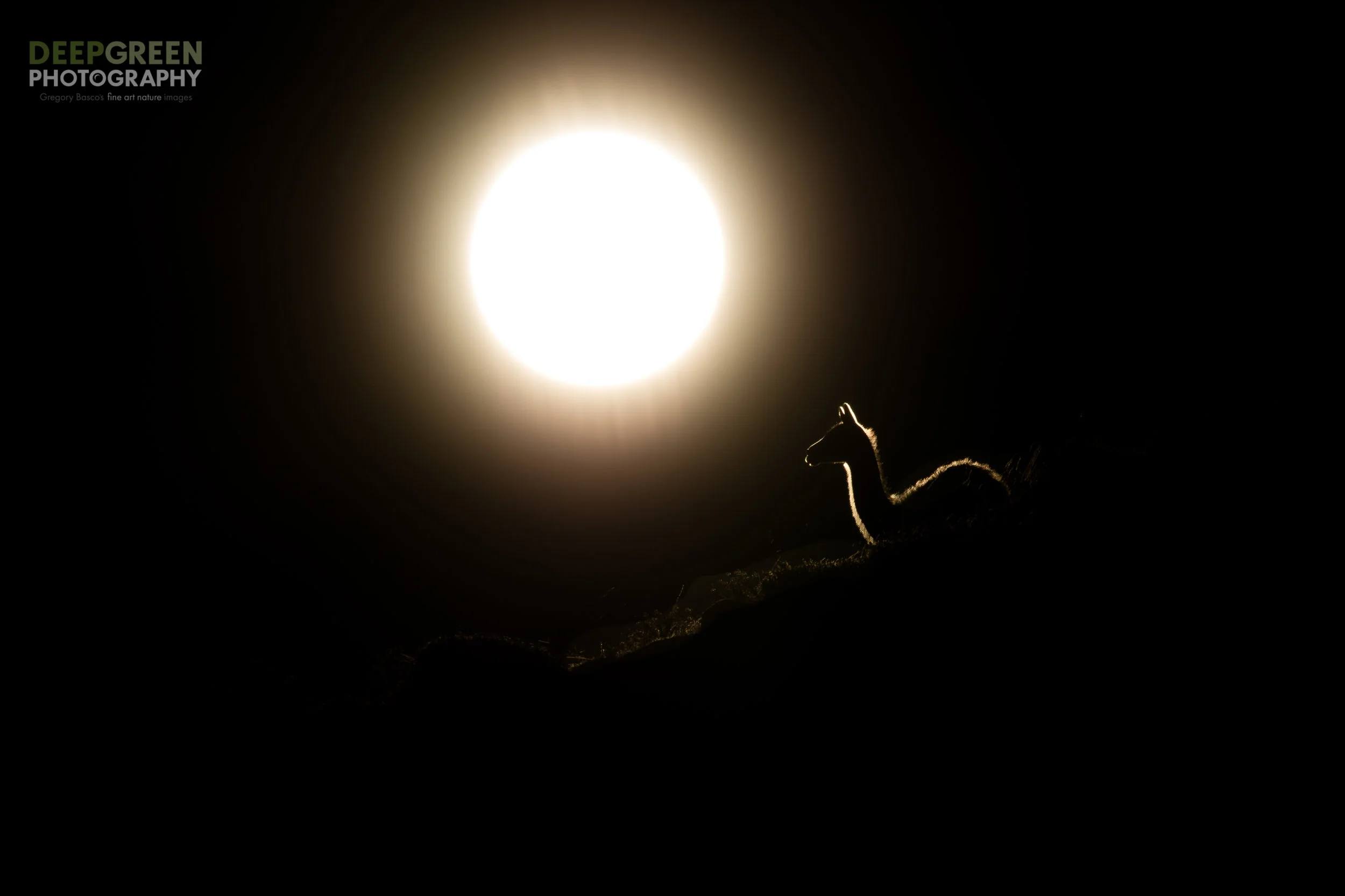 A Guanaco (Lama guanicoe), one of the wild relatives of the Llama and Alpaca, rests on top of a hillside in Torres del Paine National Park in Chile. I took this shot about 2 hours before sunrise, meaning the sun was extremely bright. Exposure, focus, and composition were a challenge because I could not look through my camera for fear of damaging my eyes and my camera sensor. I focused manually and then swung my camera up and shot a burst with my eyes closed.
Canon 5DsR, Sigma 150-600 mm zoom lens, handheld, f/22, 1/8000, ISO 50