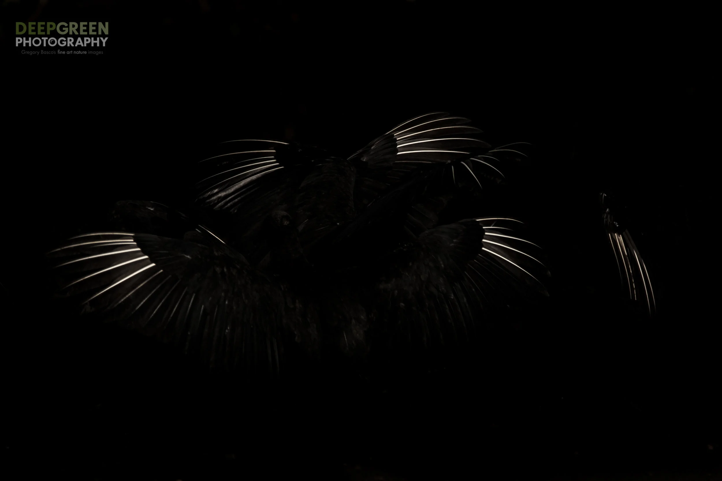 Black vultures dry their wings as a shaft of sunlight breaks through the clouds after the first heavy thunderstorm of the rainy season. By exposing properly for the white parts of the wing, I knew that the rest of the picture would be almost black, producing a striking graphic design.