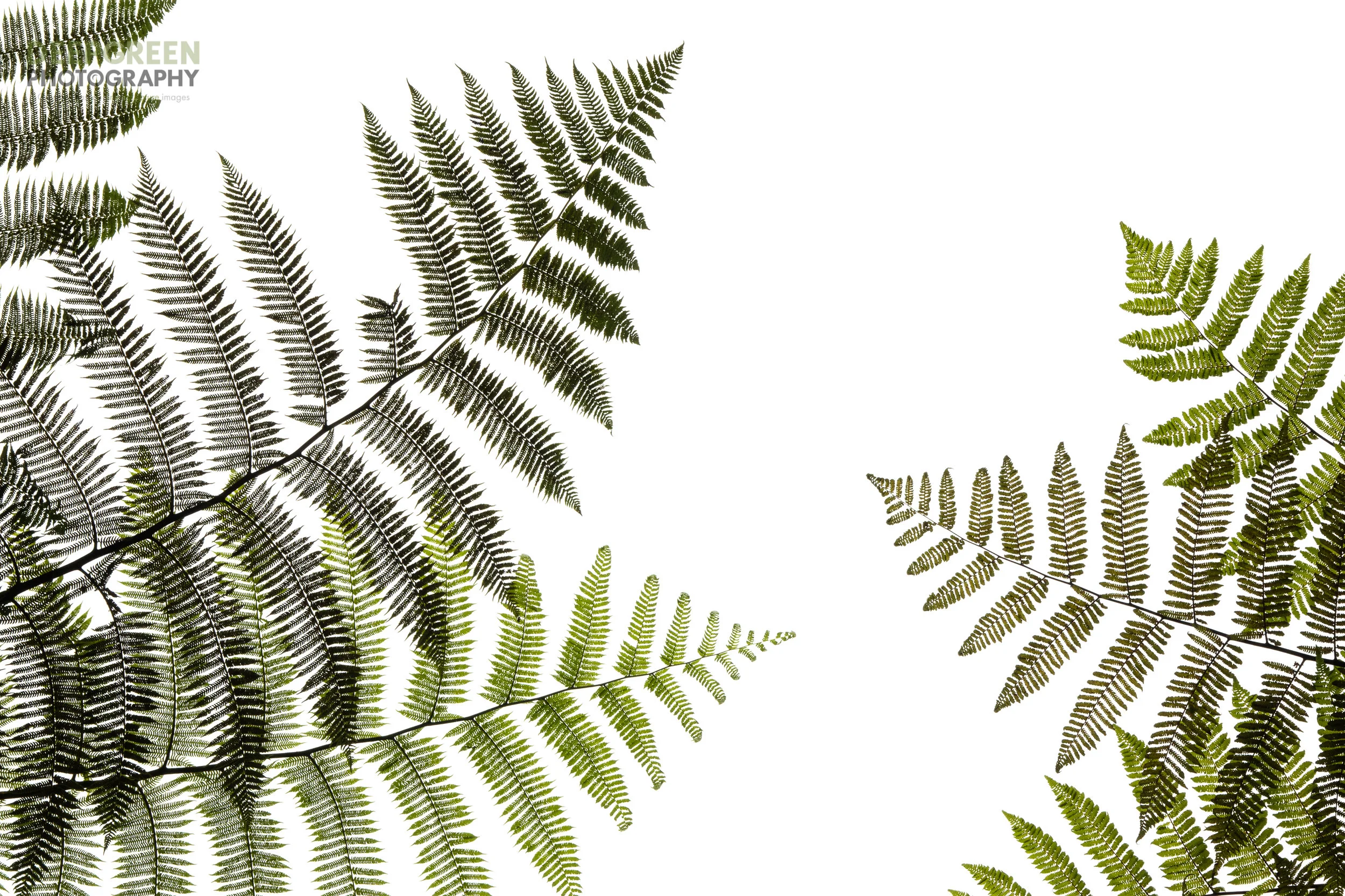 The Art of Botany 4