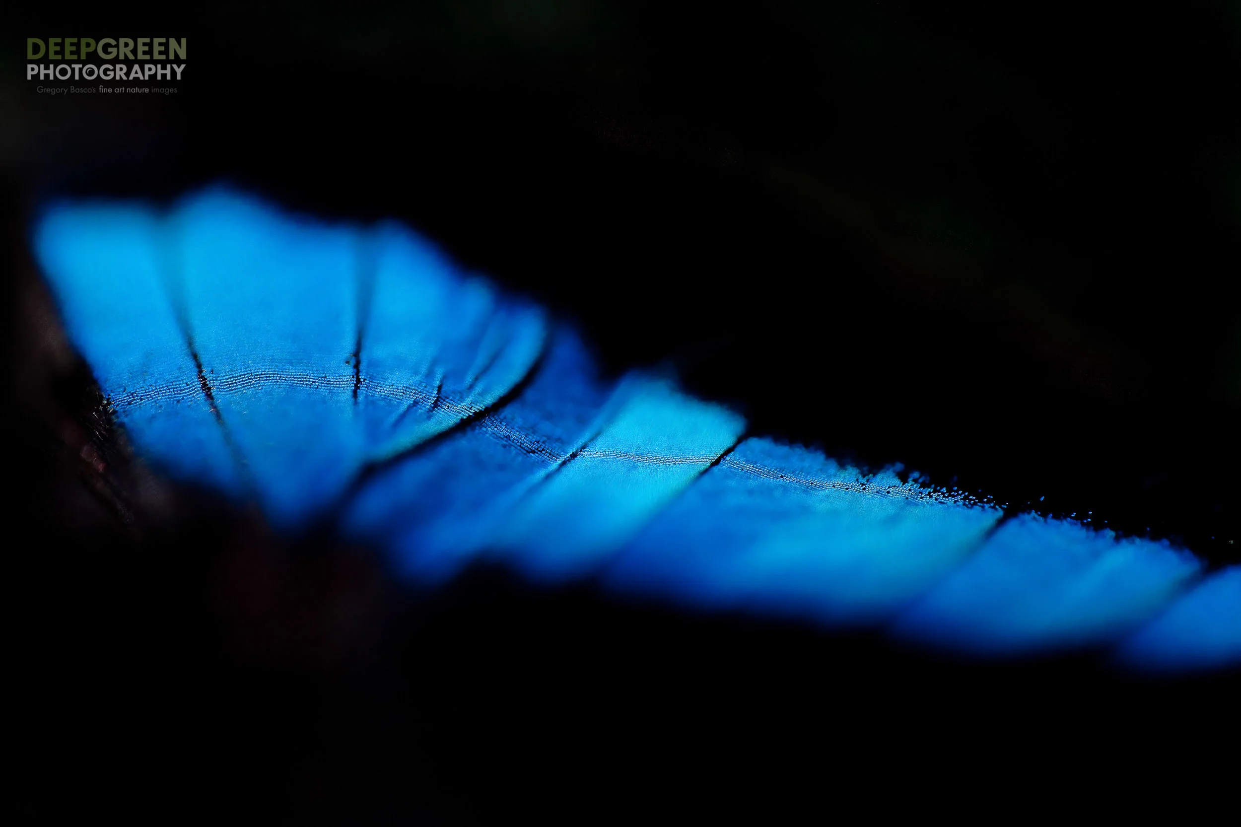 butterfly blue
