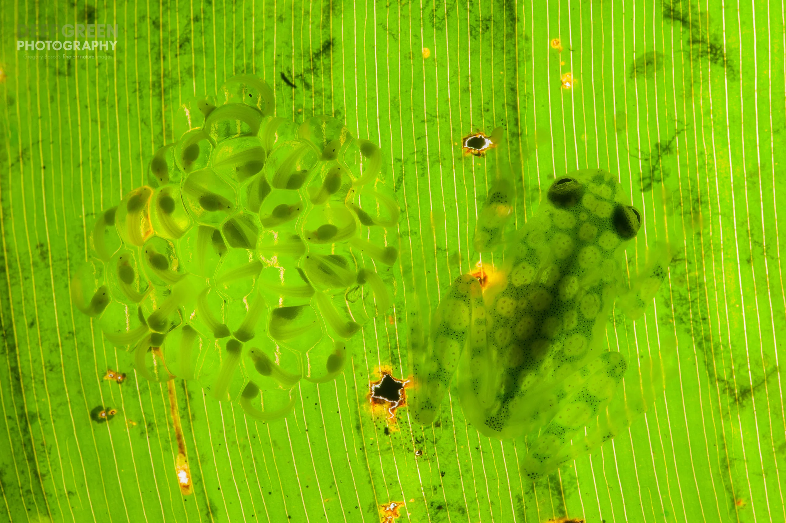 Reticulated glass (Hyalinobatrachium valerioi) frog guarding egg mass in lowland rainforest.
Costa Rica
Canon 5DII, Sigma 150 mm macro, handheld, f/16, 1/160, ISO 320, one off-camera flash