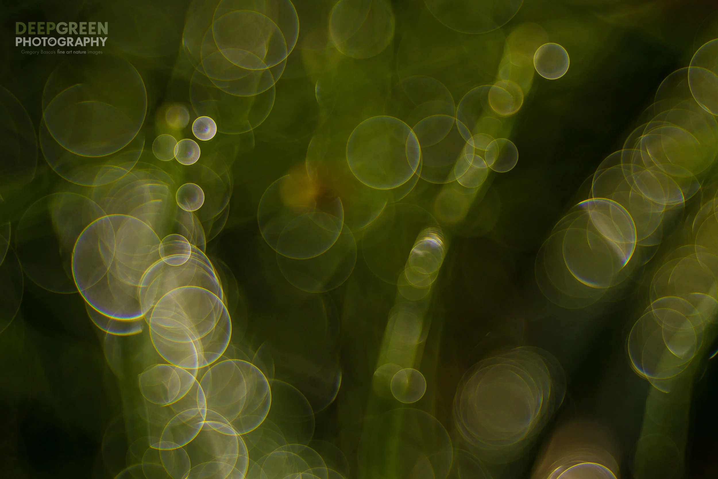 dew drops on a cloud forest grass