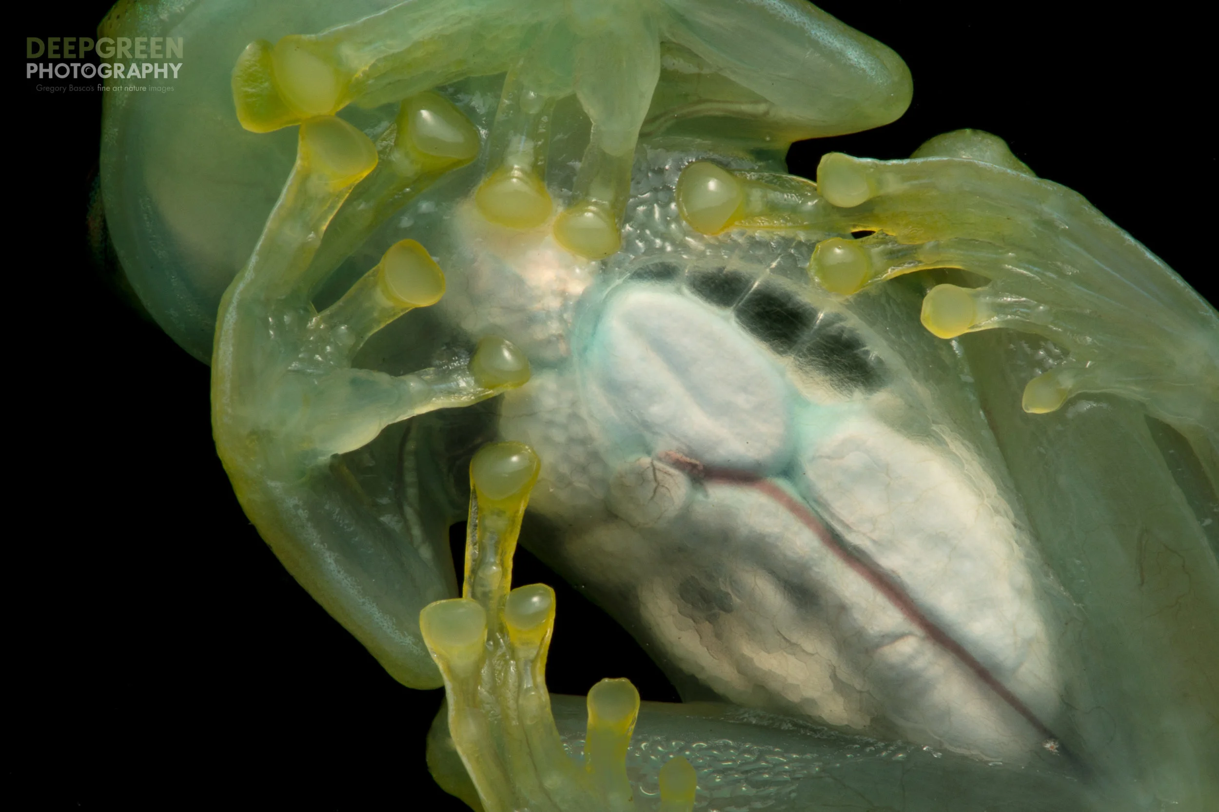 An extreme closeup photo shows the organs of a glass frog. Photographed near the Sumaco Volcano in Ecuador.