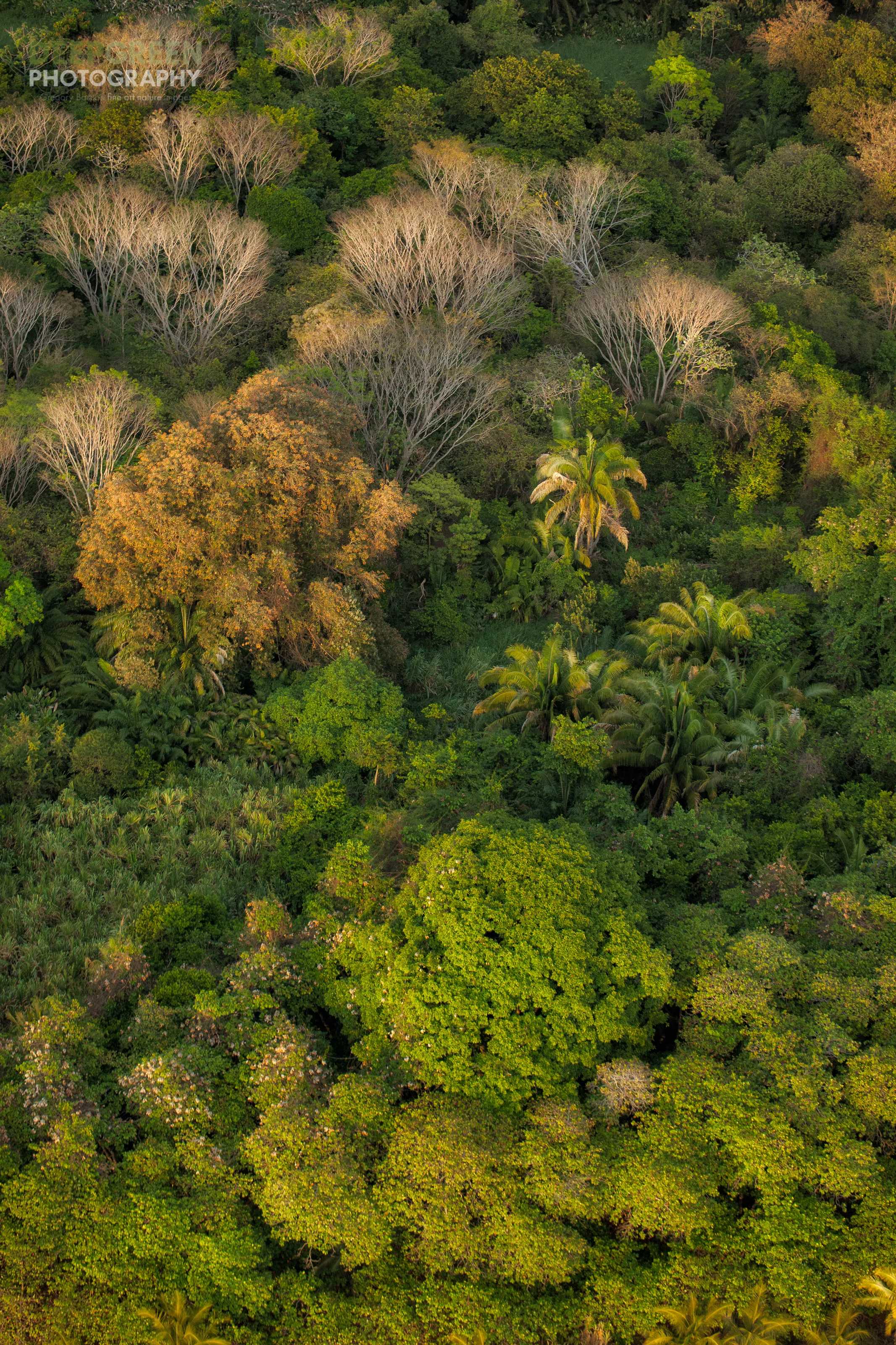 The rainforests of Costa Rica's Central Pacific Coast have a number of decidous trees that shed their leaves in the dry season