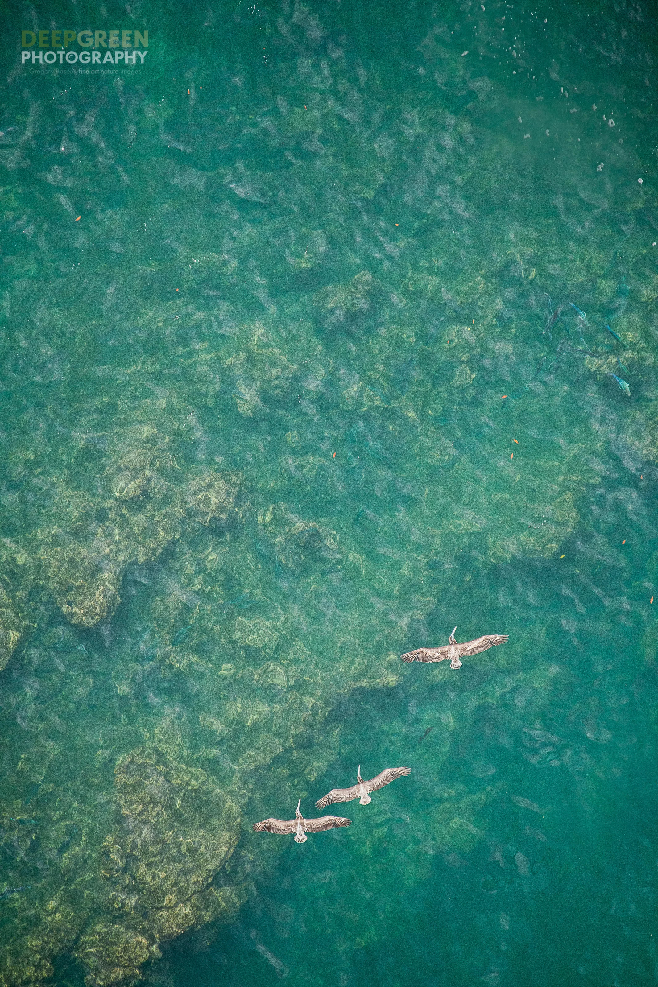 Brown pelicans soar over the ocean near Costa Rica's famed Manuel Antonio National Park