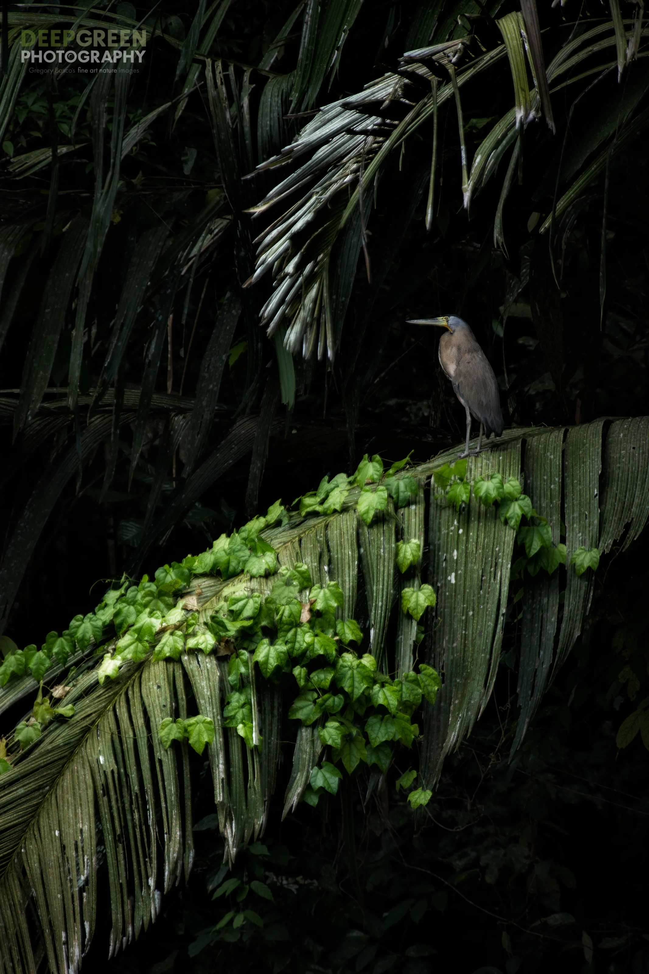 TIGER HERON