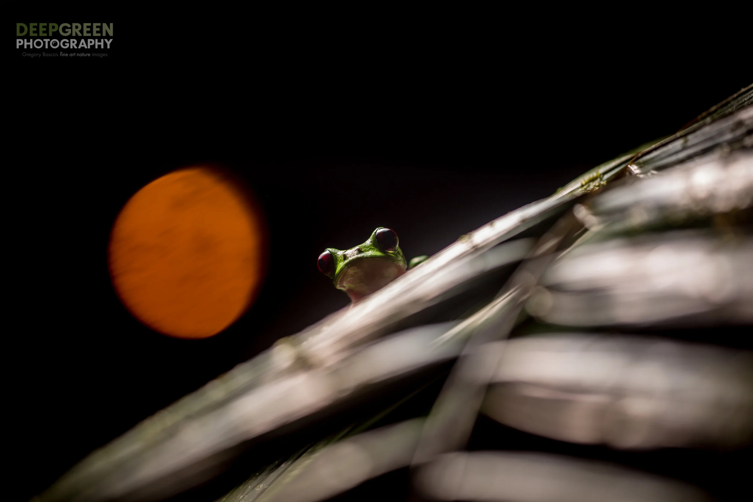A Gliding Leaf Frog (Agalychnis spurrelli) in a rainforest at night in Ecuador