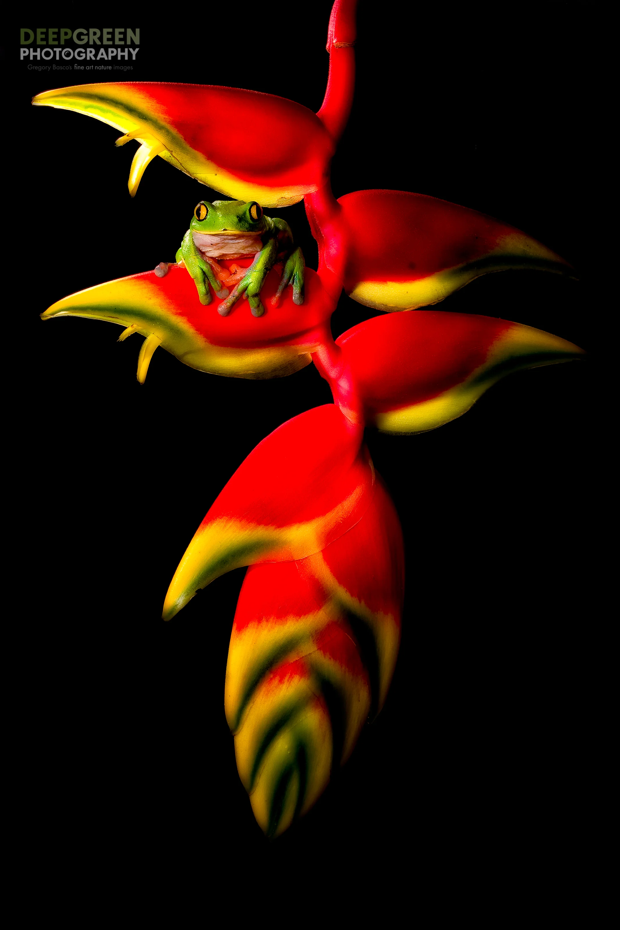Blue-sided tree or yellow-eyed leaf frog (Agalychnis annae), highly endangered species endemic to Costa Rica