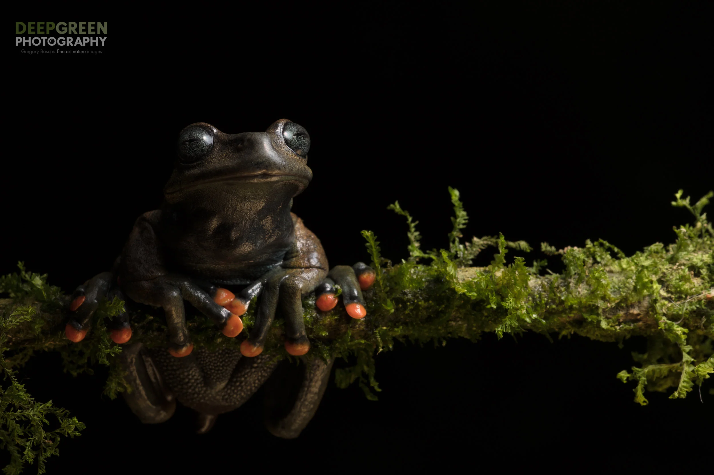 Linda's Tree Frog (Hyloscirtus lindae), cloud forest, Ecuador