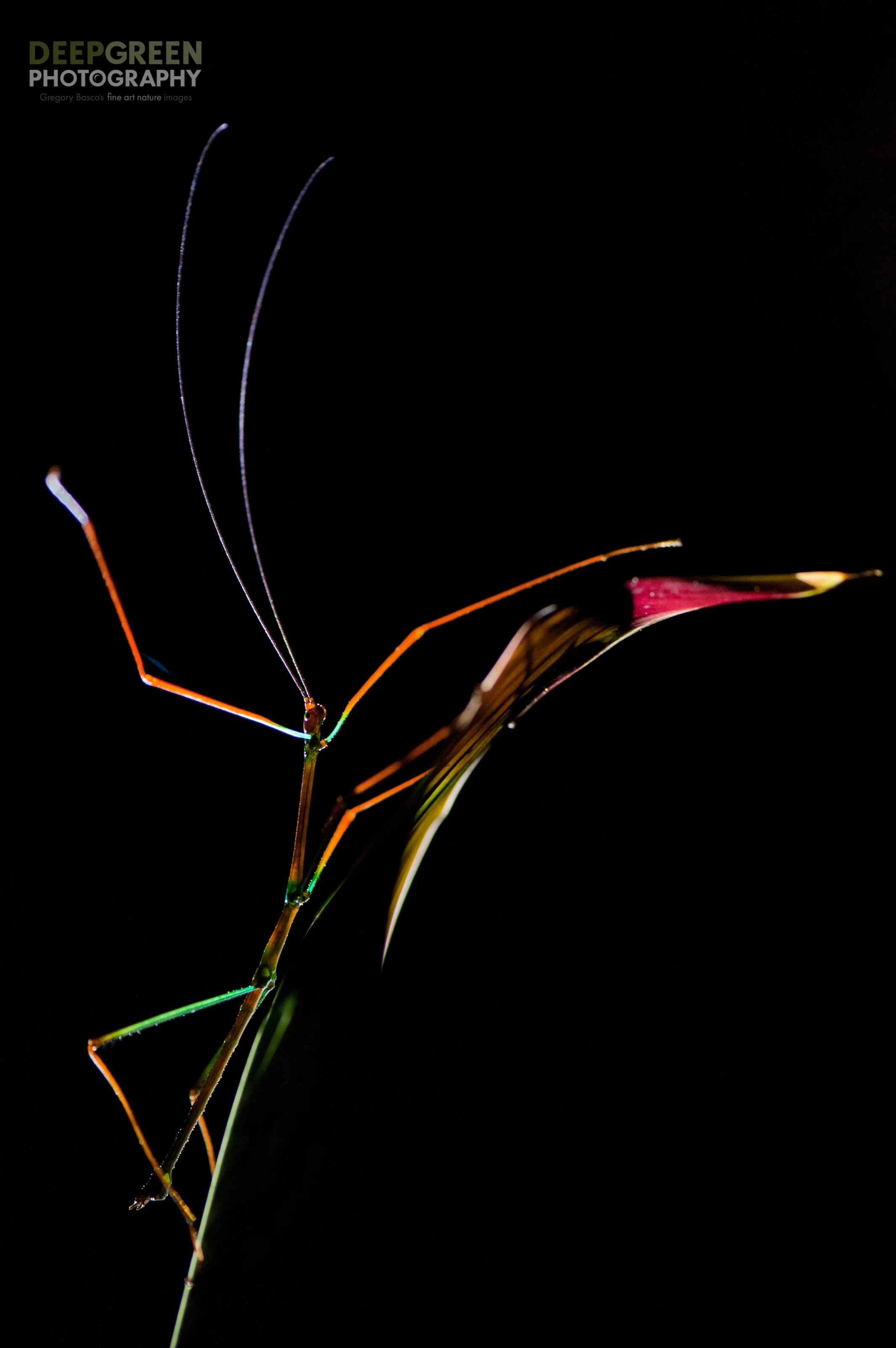 I photographed this psychadelic walking stick (a Phasmid insect that I've not been able to identify) at night in a cloud forest near the Tenorio Volcano National Park. Some estimates claim that Costa Rica may harbor upwards of half a million species of invertebrates; this is certainly one of the more striking species. Lighting was via a flashlight torch.