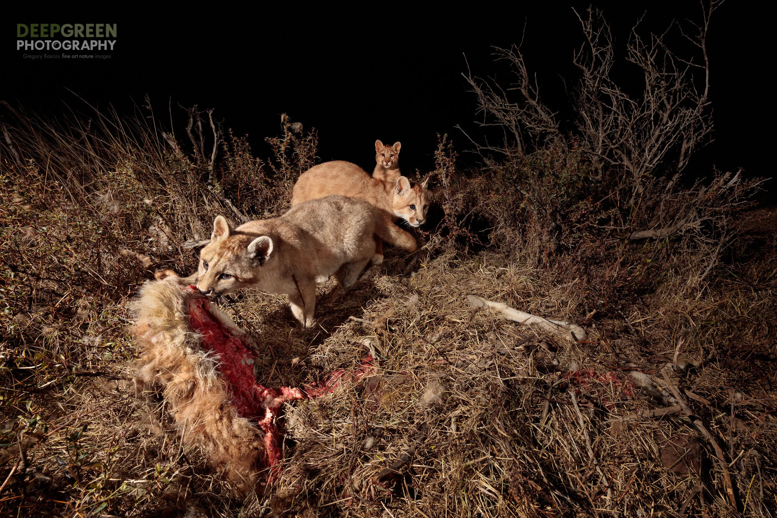 Puma (Puma concolor) feasting on a guanaco (Lama guanicoe) carcass on the outskirts of the Torres del Paine National Park in Chile. Absolutely stunned by the possibiity when I came upon this fresh kill, I quickly cobbled together a remote setup using what I had in my backpack along with sticks and string to hold my flashes! Photo taken with a wide angle lens and a remote shutter release in a collaboration between professional nature photographers Gregory Basco and Rodrigo Moraga. Canon 5DsR, Canon 16-35 mm f/4 zoom lens, tripod, remote wireless shutter release, Phottix Odin flash transmitter, 2 flashes, f/11, 1/200, ISO 400