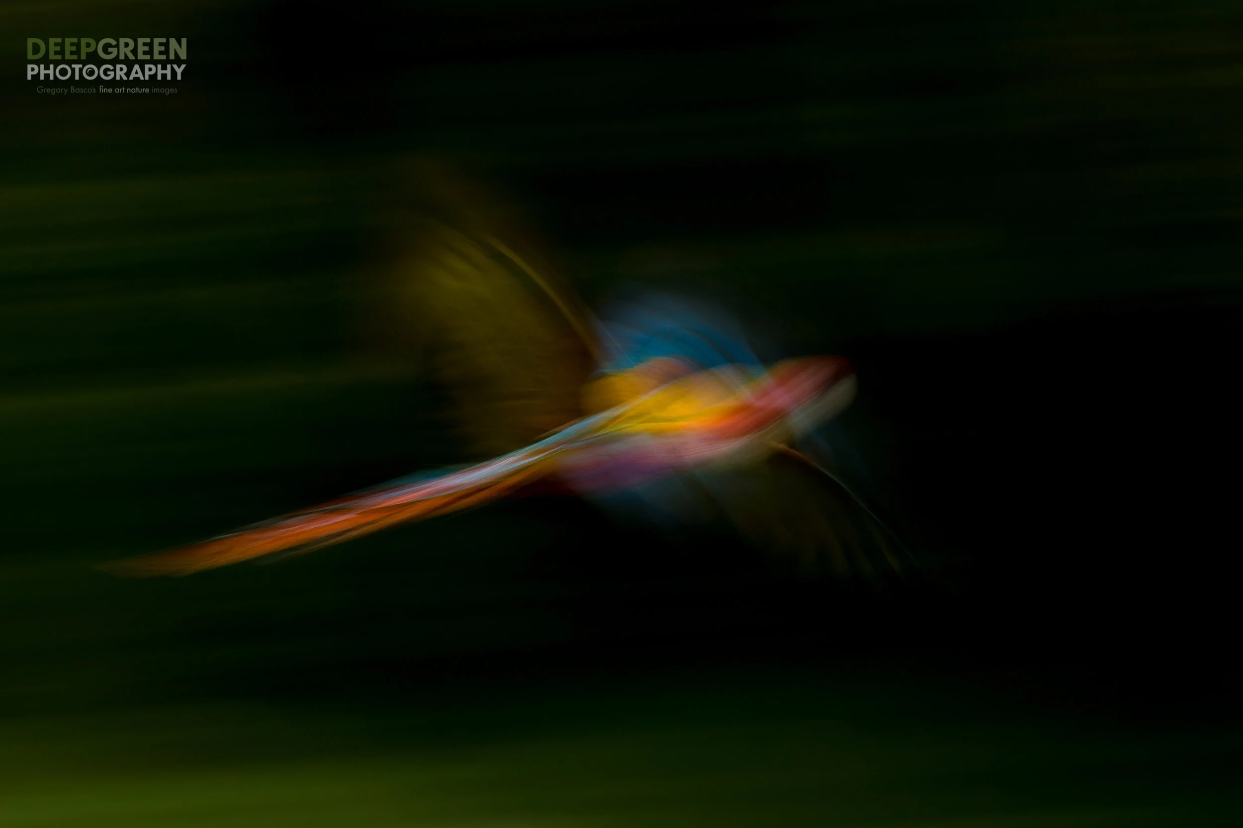 A wild scarlet macaw (Ara macao) swoops through a rainforest on a dark and cloudy day during Costa Rica's rainy season. I used a slow shutter speed combined with flash for this artistic rendering.