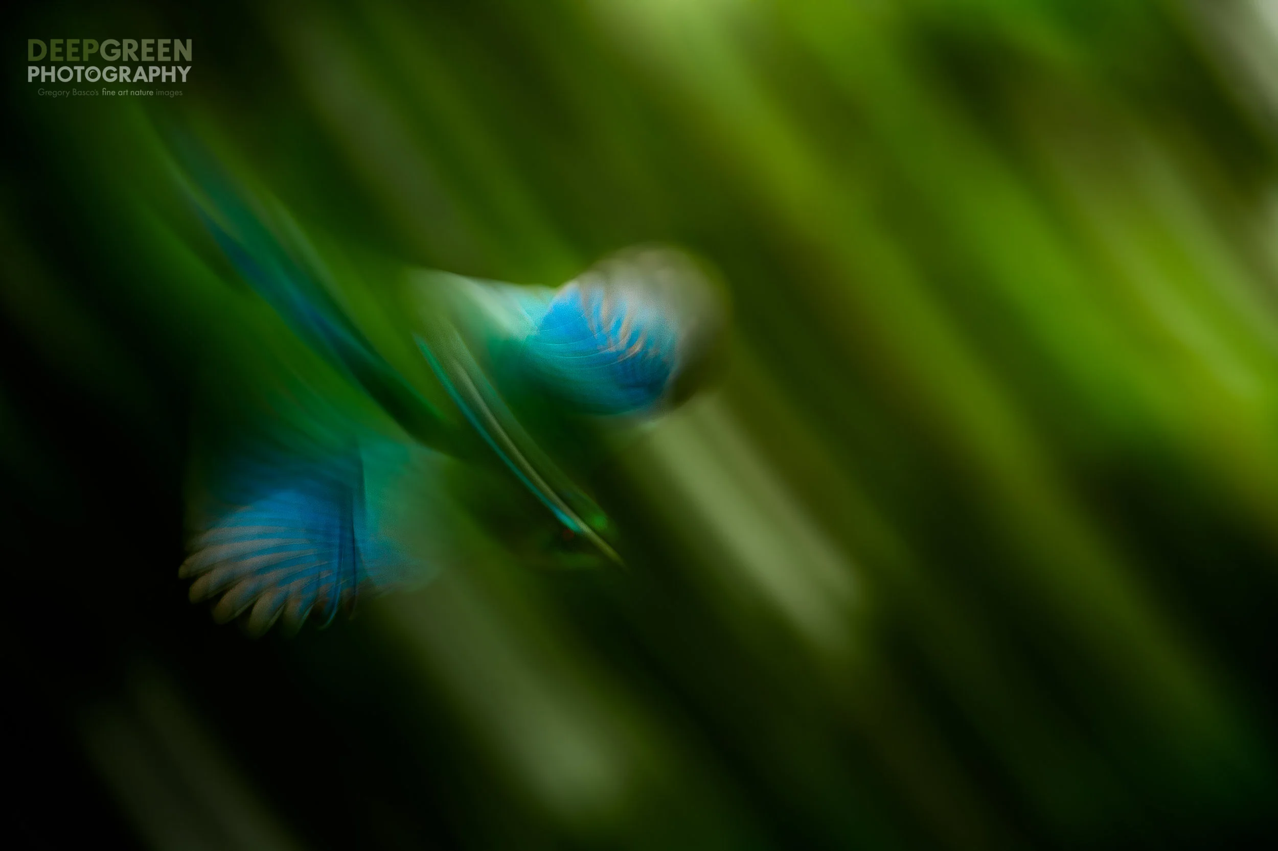 MOTMOT IN MOTION