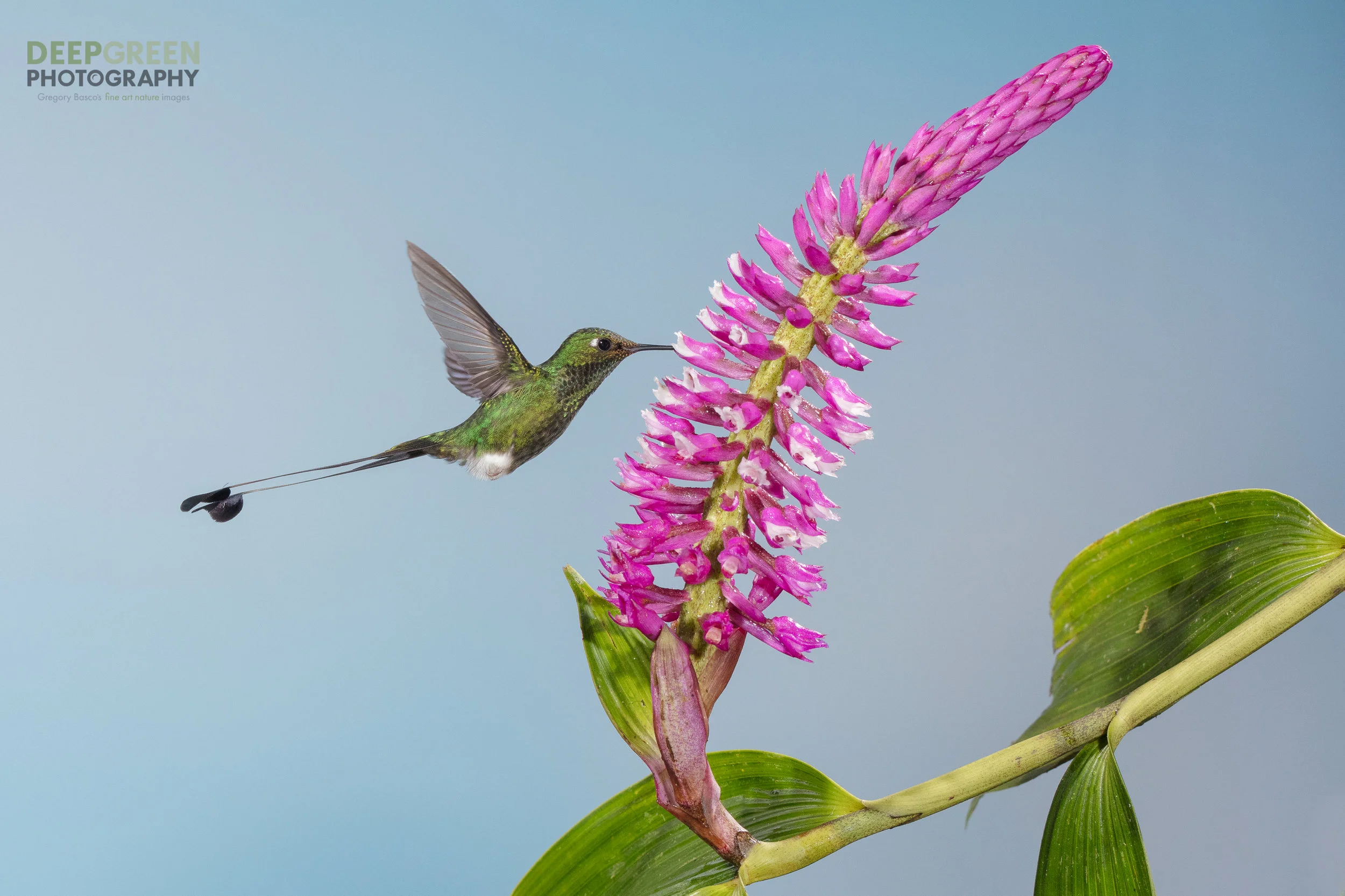 A booted racket-tail hummingbird visits an orchid flower on the outskirts of a cloud forest in Ecuador