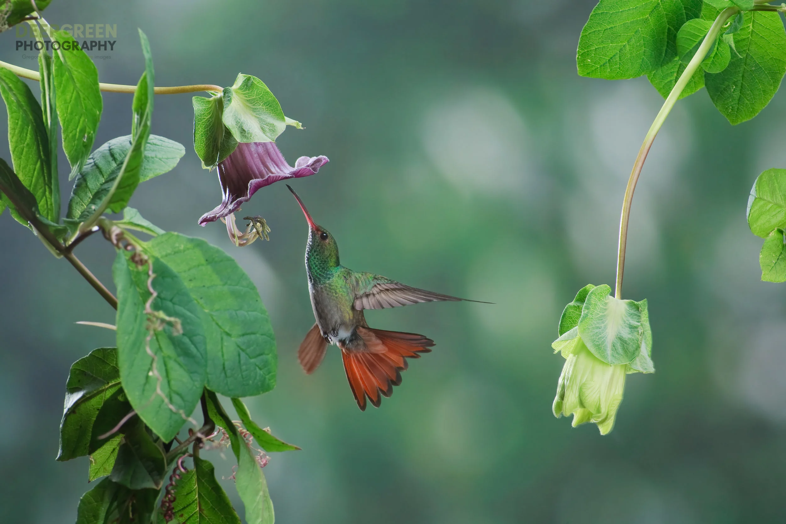 POLLINATION 1