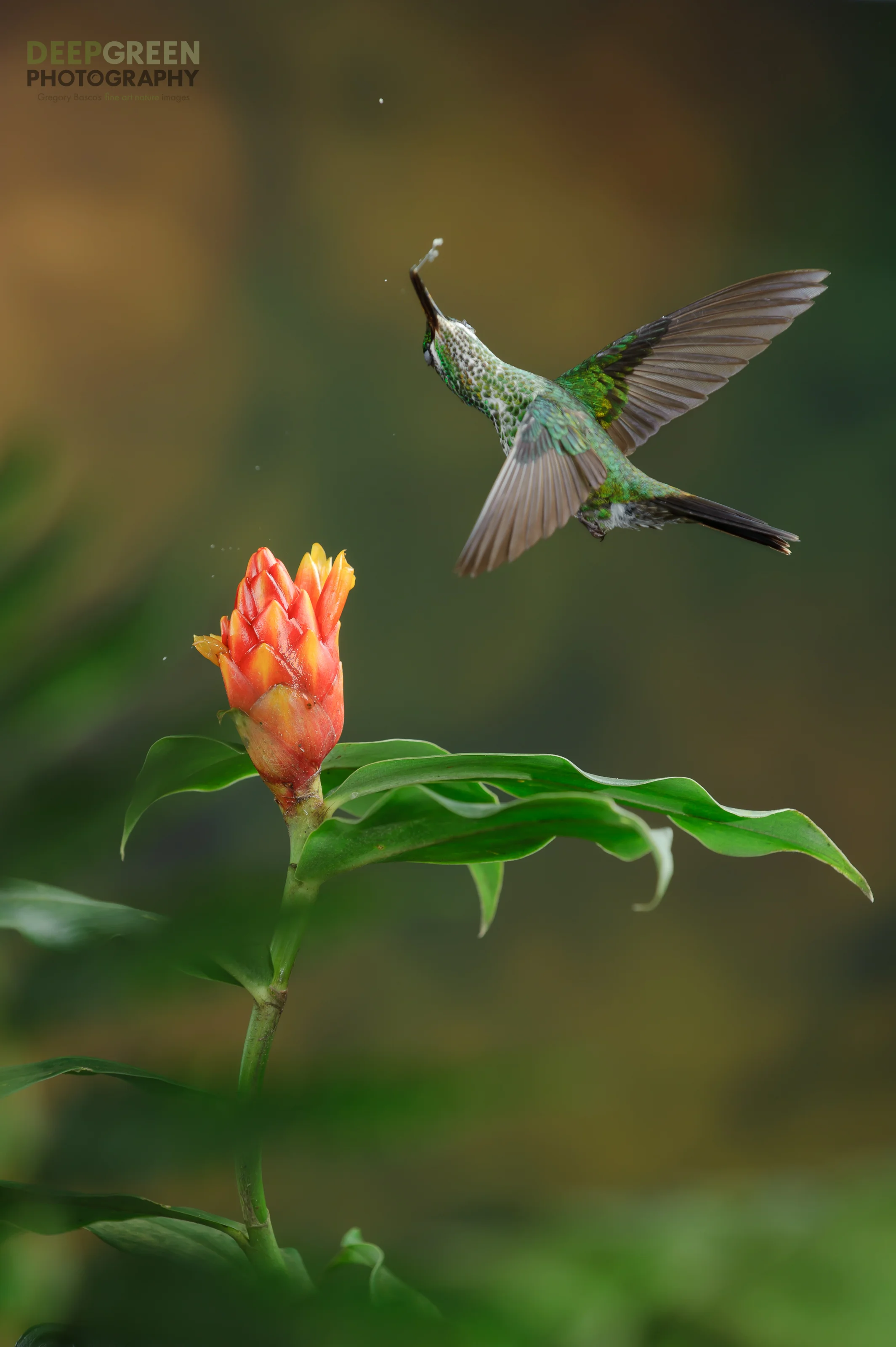 POLLINATION 2
