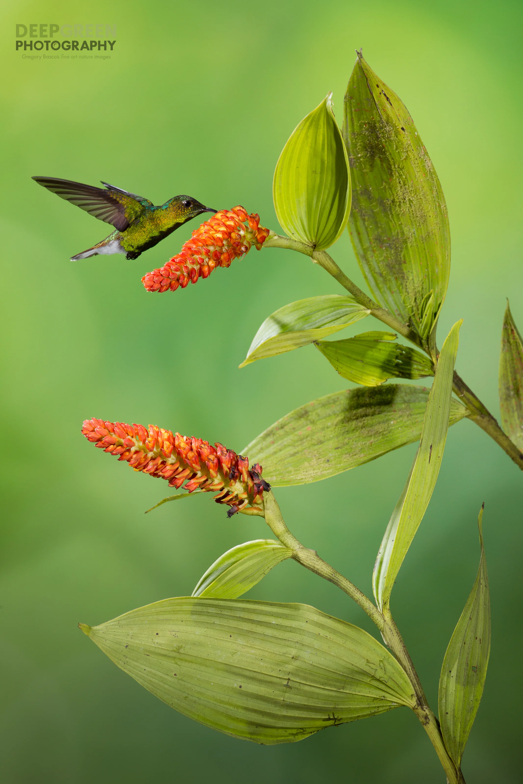 POLLINATION 5