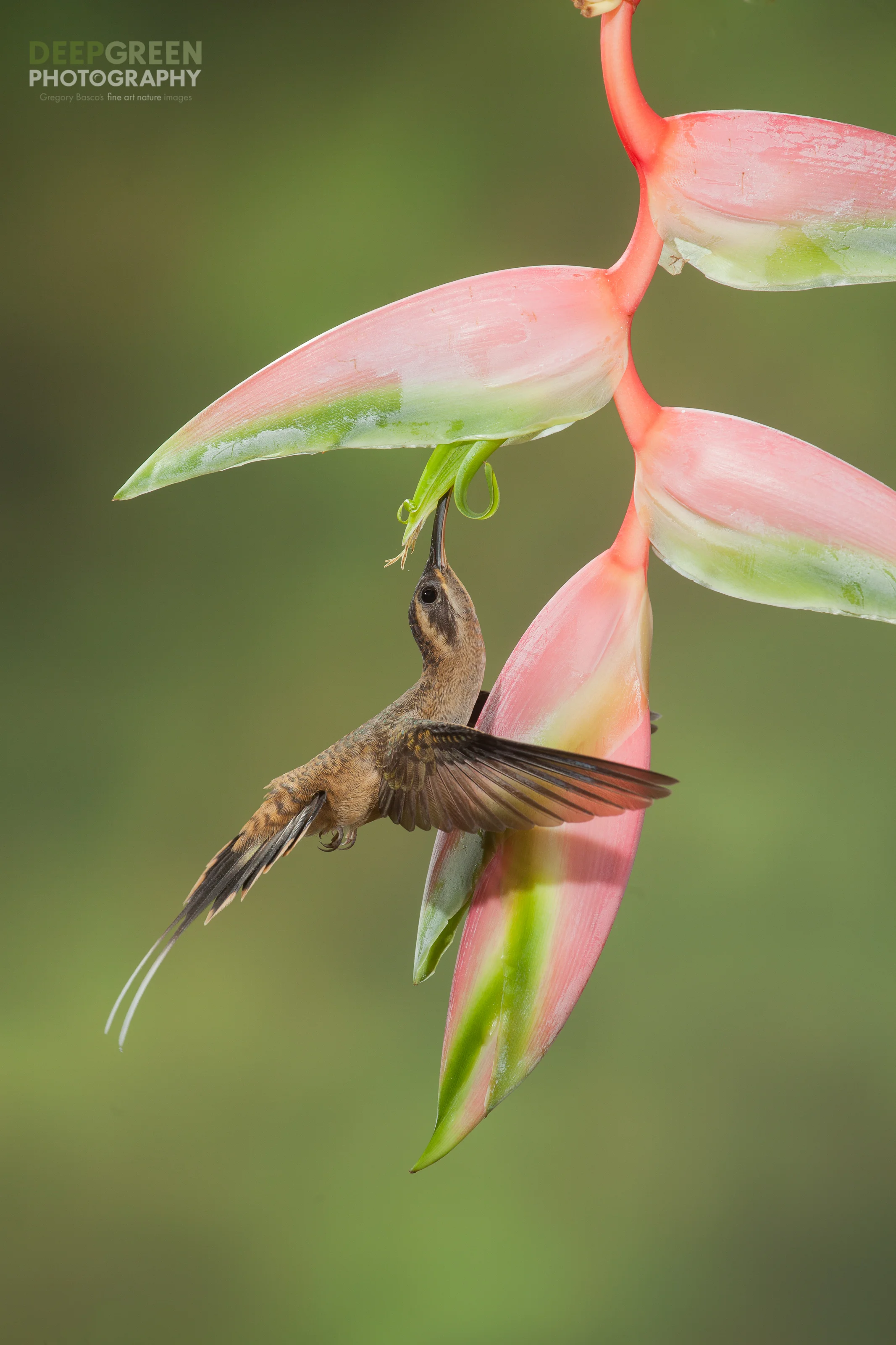 POLLINATION 6