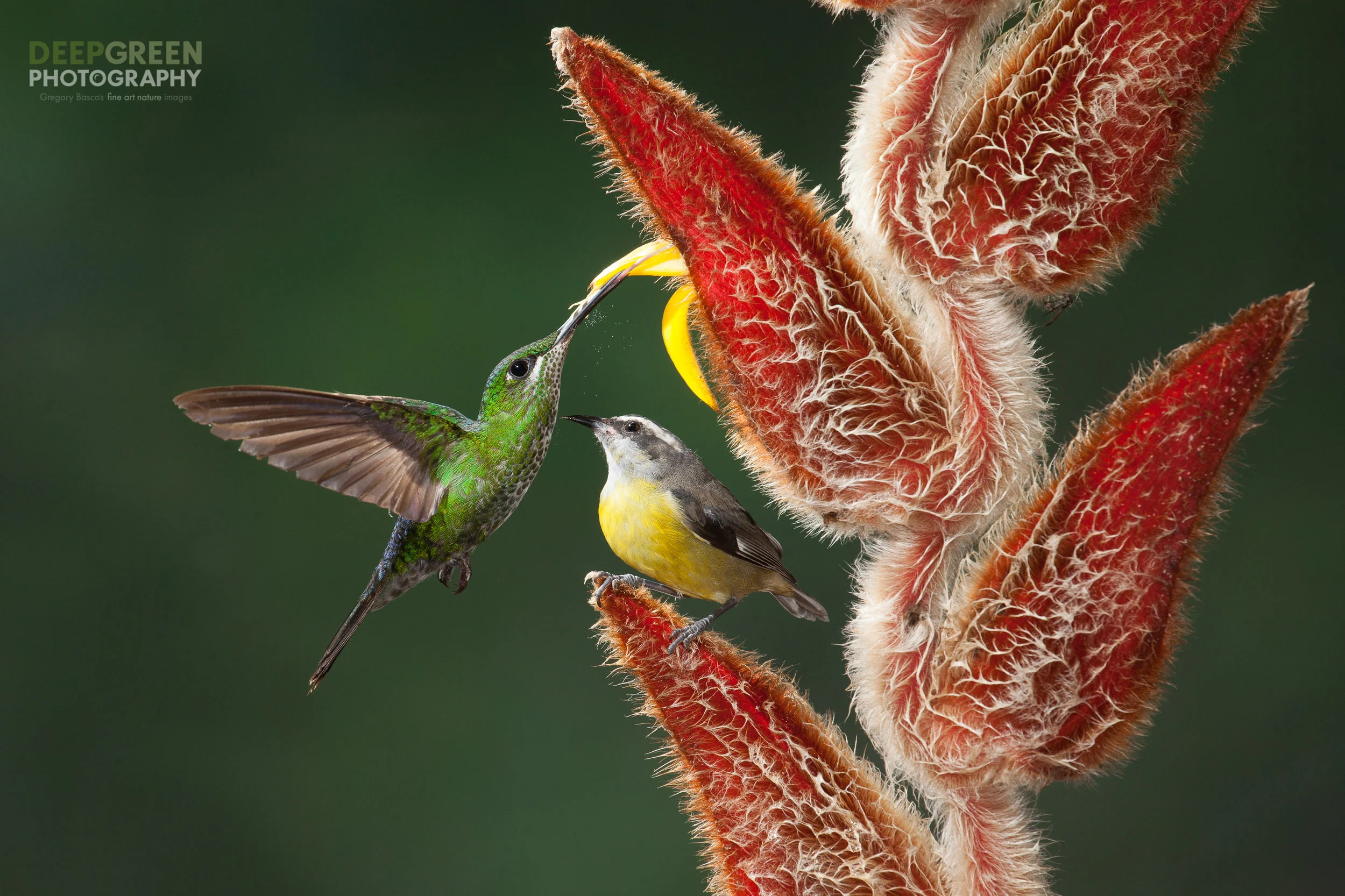 DGPstock-hummingbirds-14.jpg