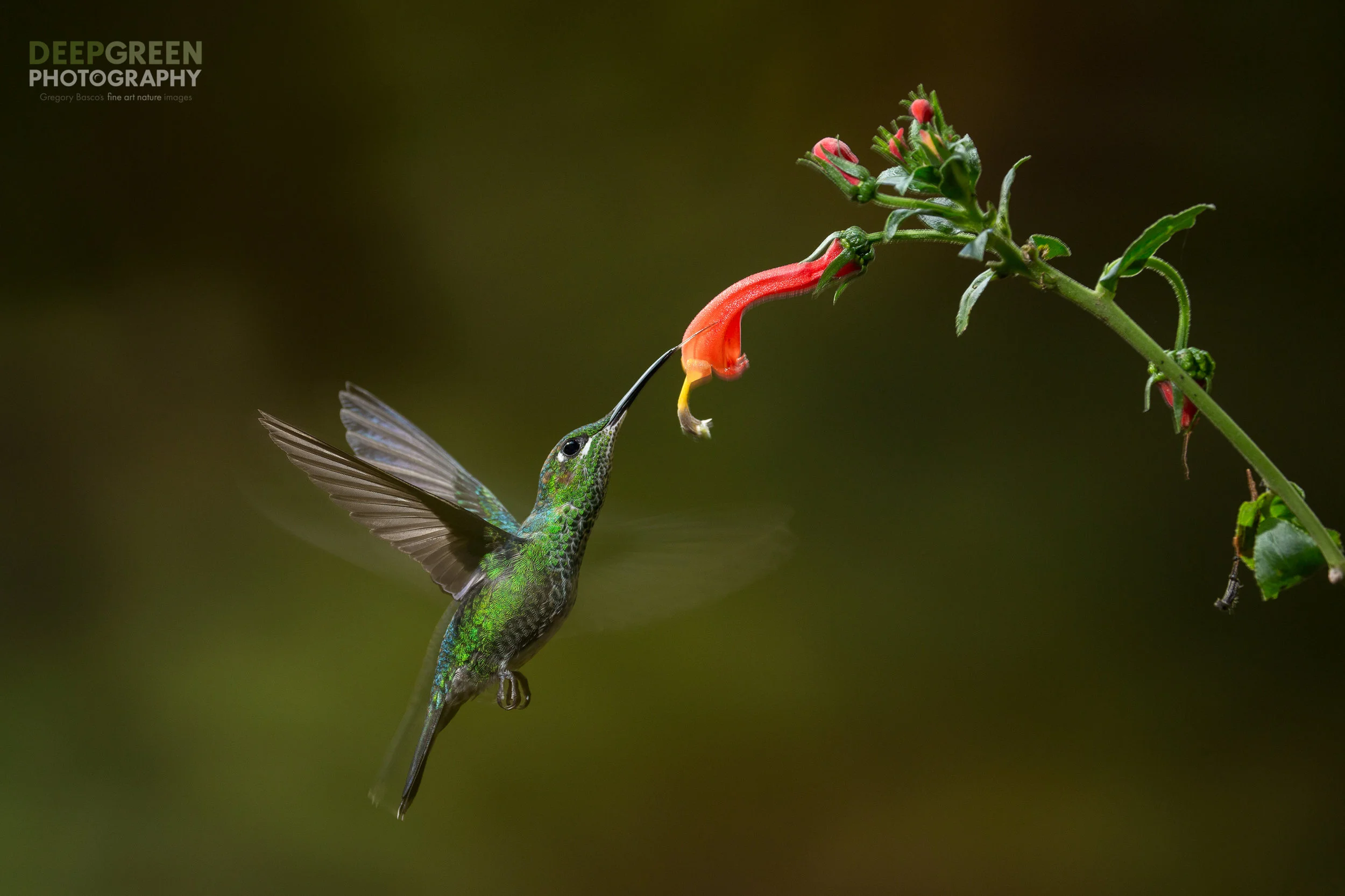 green-crowned brilliant