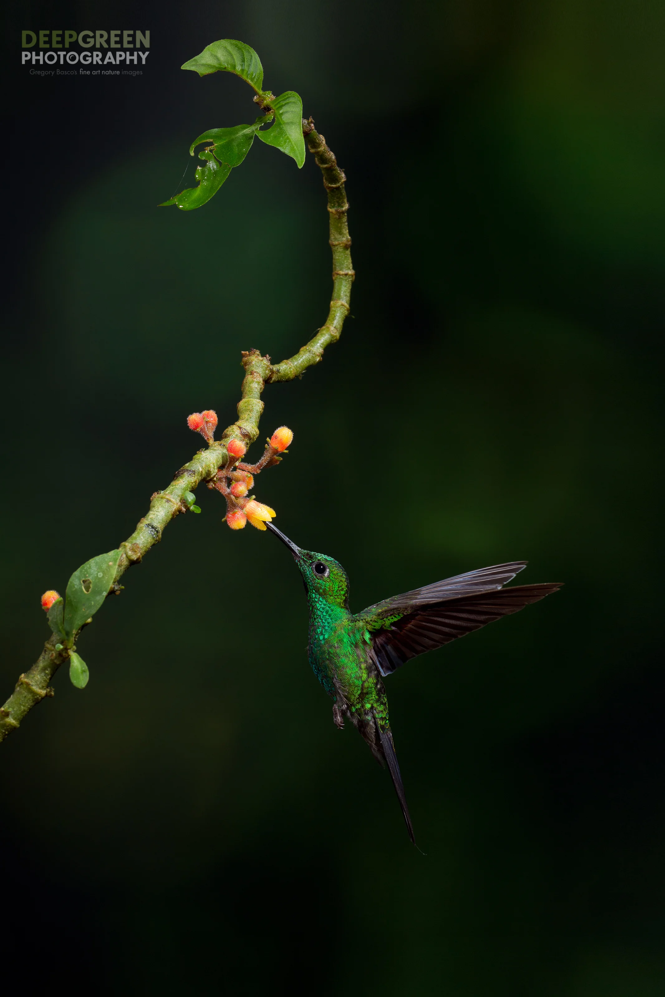a green-crowned brilliant visits a flower in the coffee family in a cloud forest in the Central Volcanic mountain range