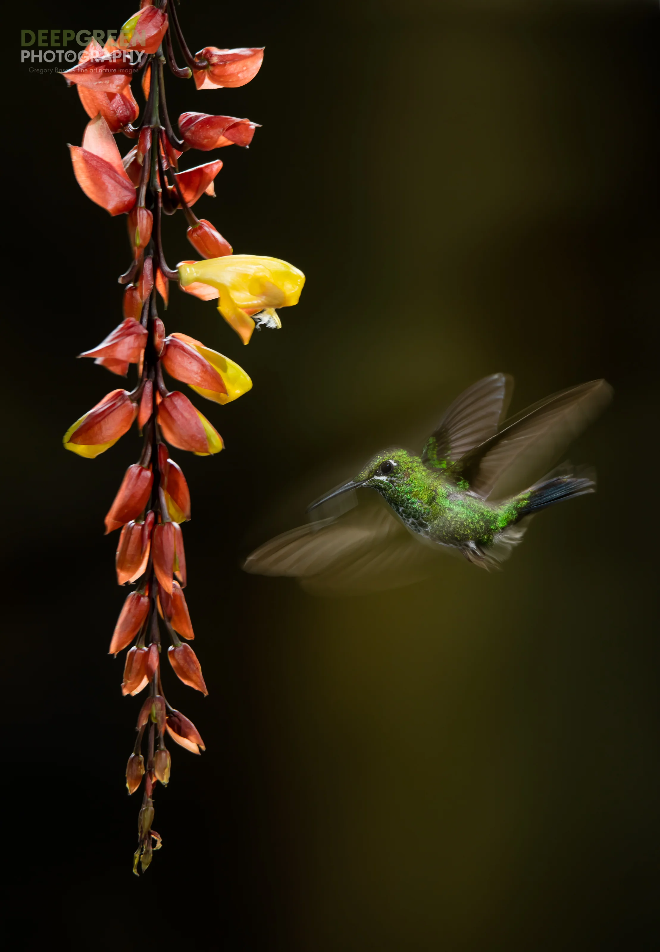 DGP-stock-hummingbirds-140.jpg