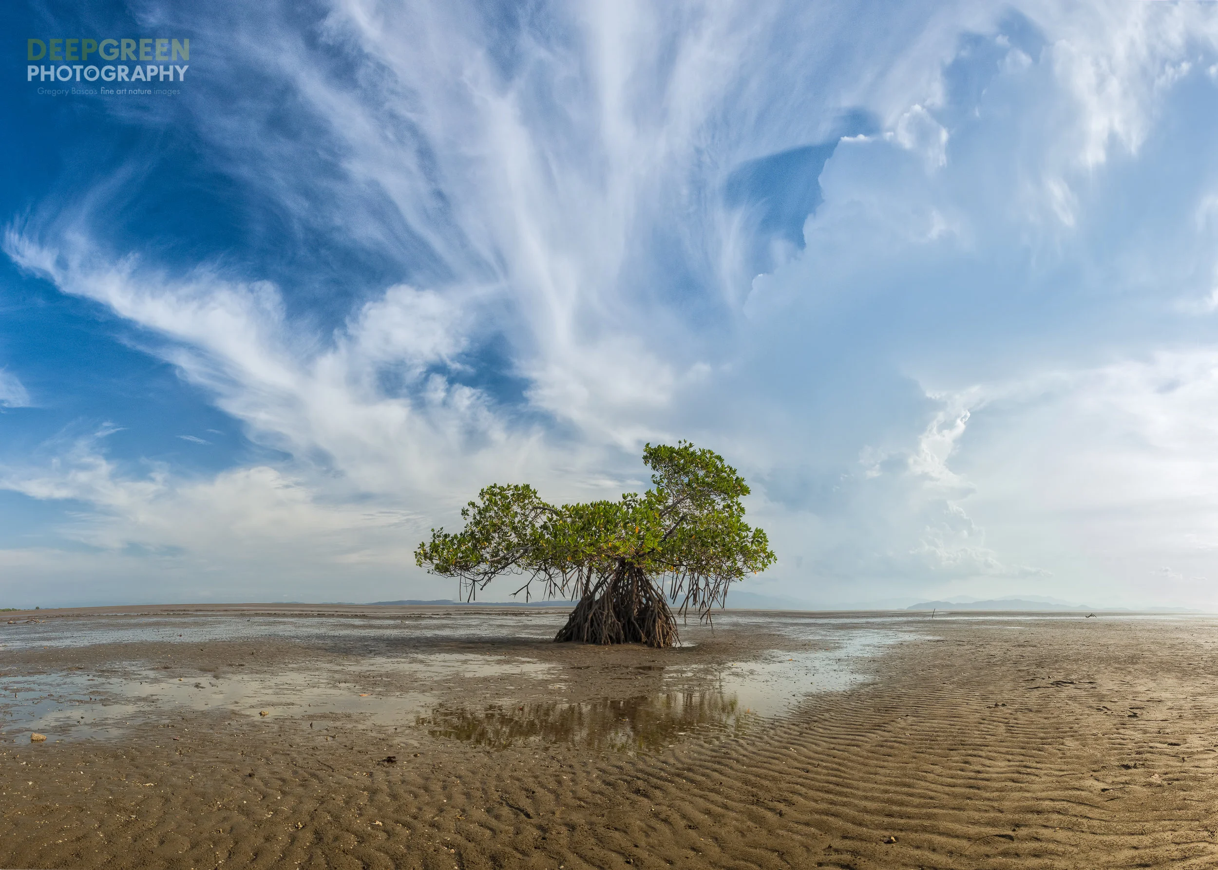 a mangrove tree at low tide on a sunny afternoon near where the Tempisque River empties into the Gulf of Nicoya