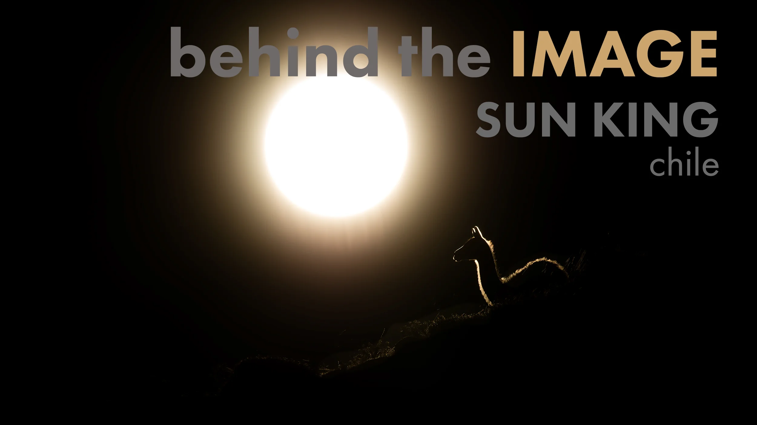sun-king-banner.jpg