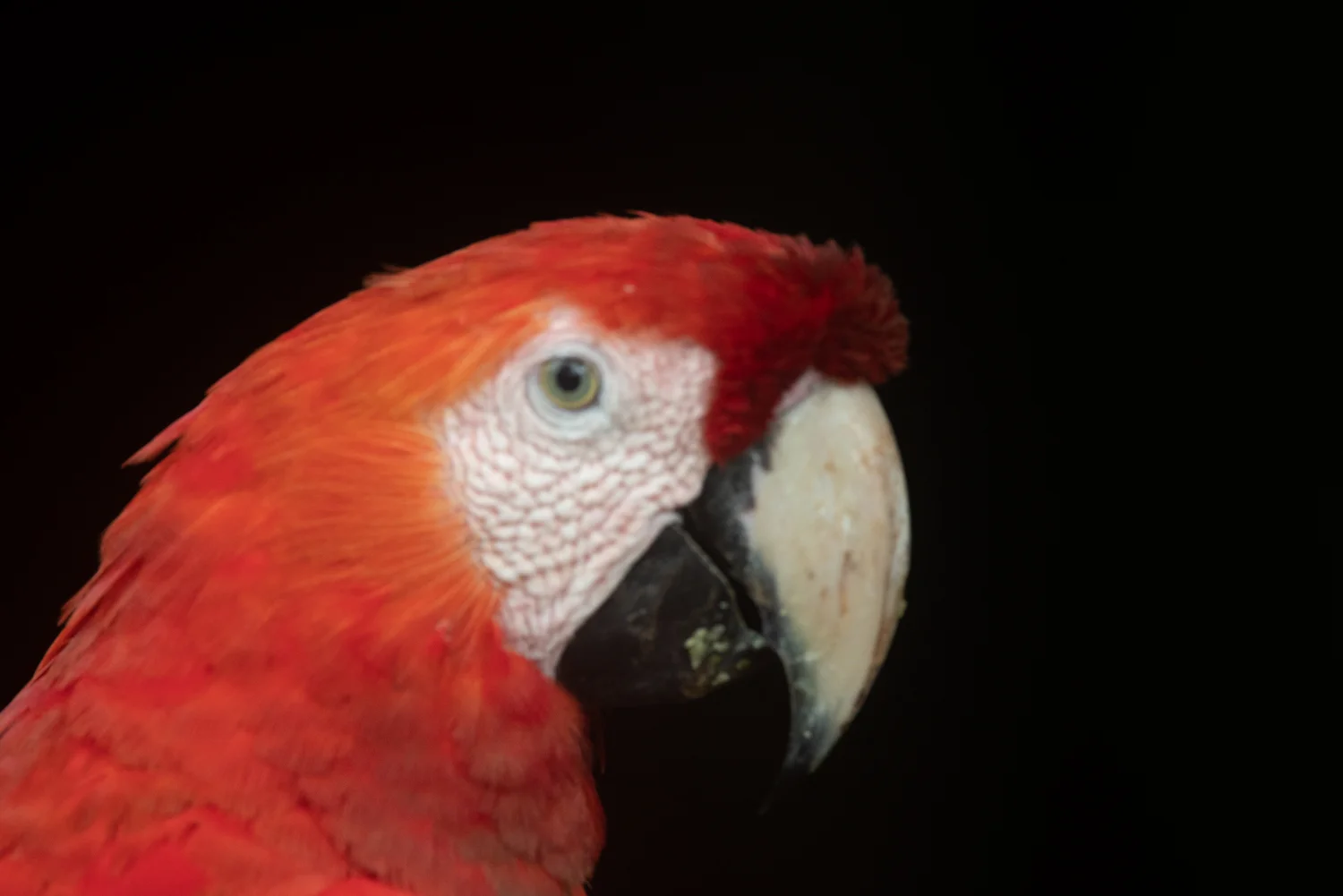 That face should be an autofocus dream.