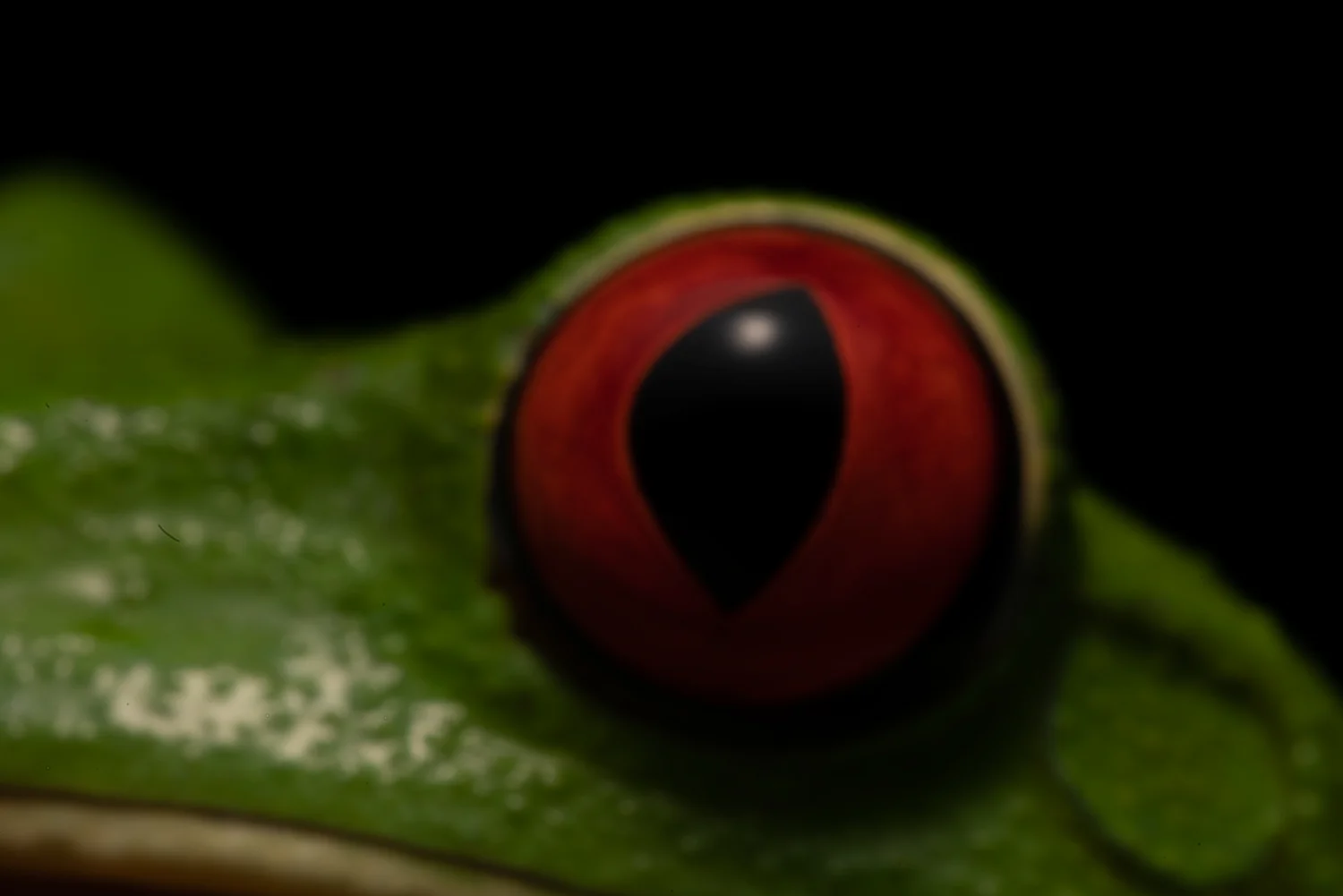 sony-frog-out-of-focus.jpg