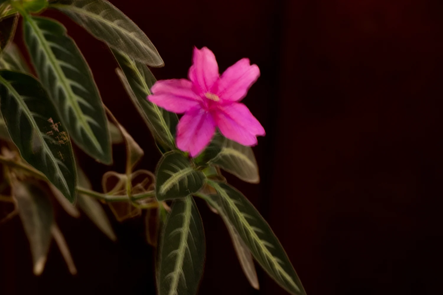Sony a7R III, Yongnuo 50 mm f/1.8 manual focus lens, handheld, f/8, 1/10th, ISO 400, no IBIS
