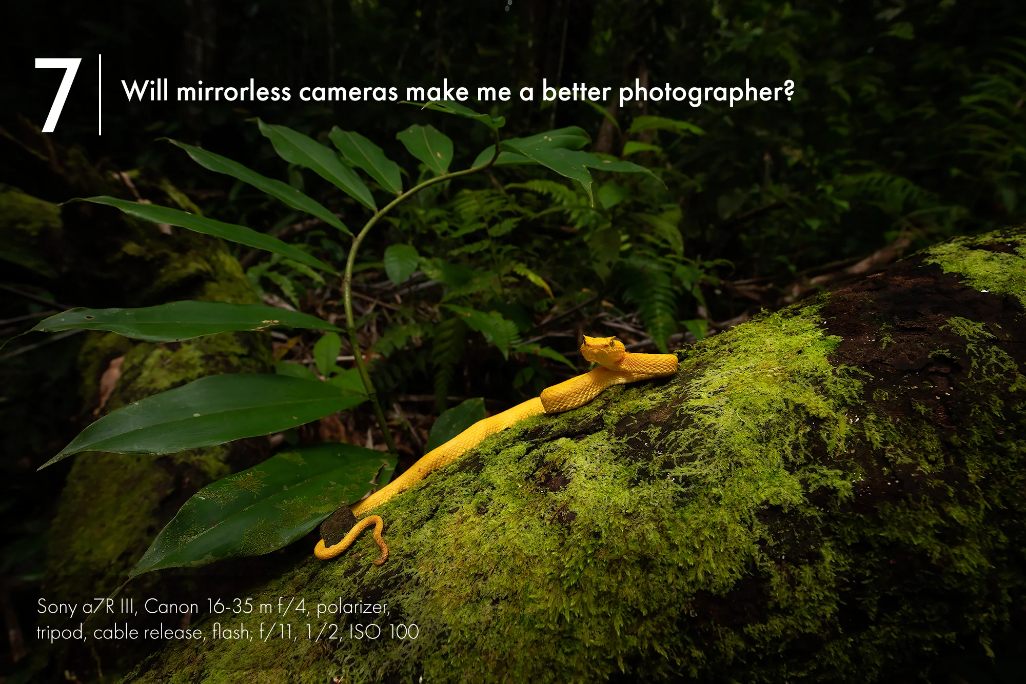 question-7-lead-pic.jpg