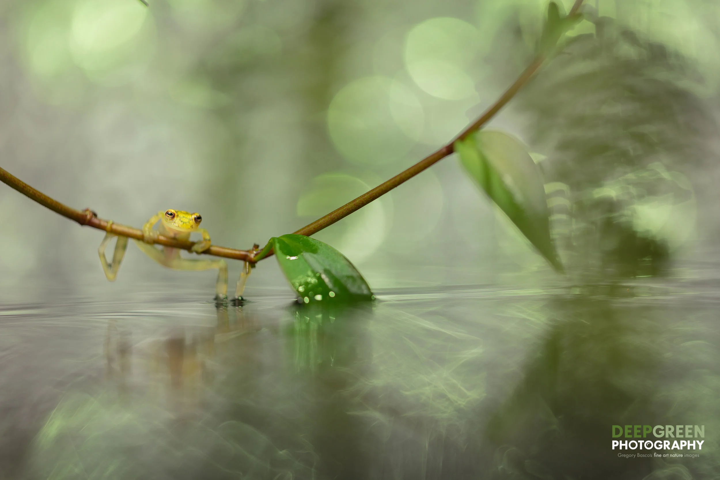 A Reticulated Glass Frog in Costa Rica