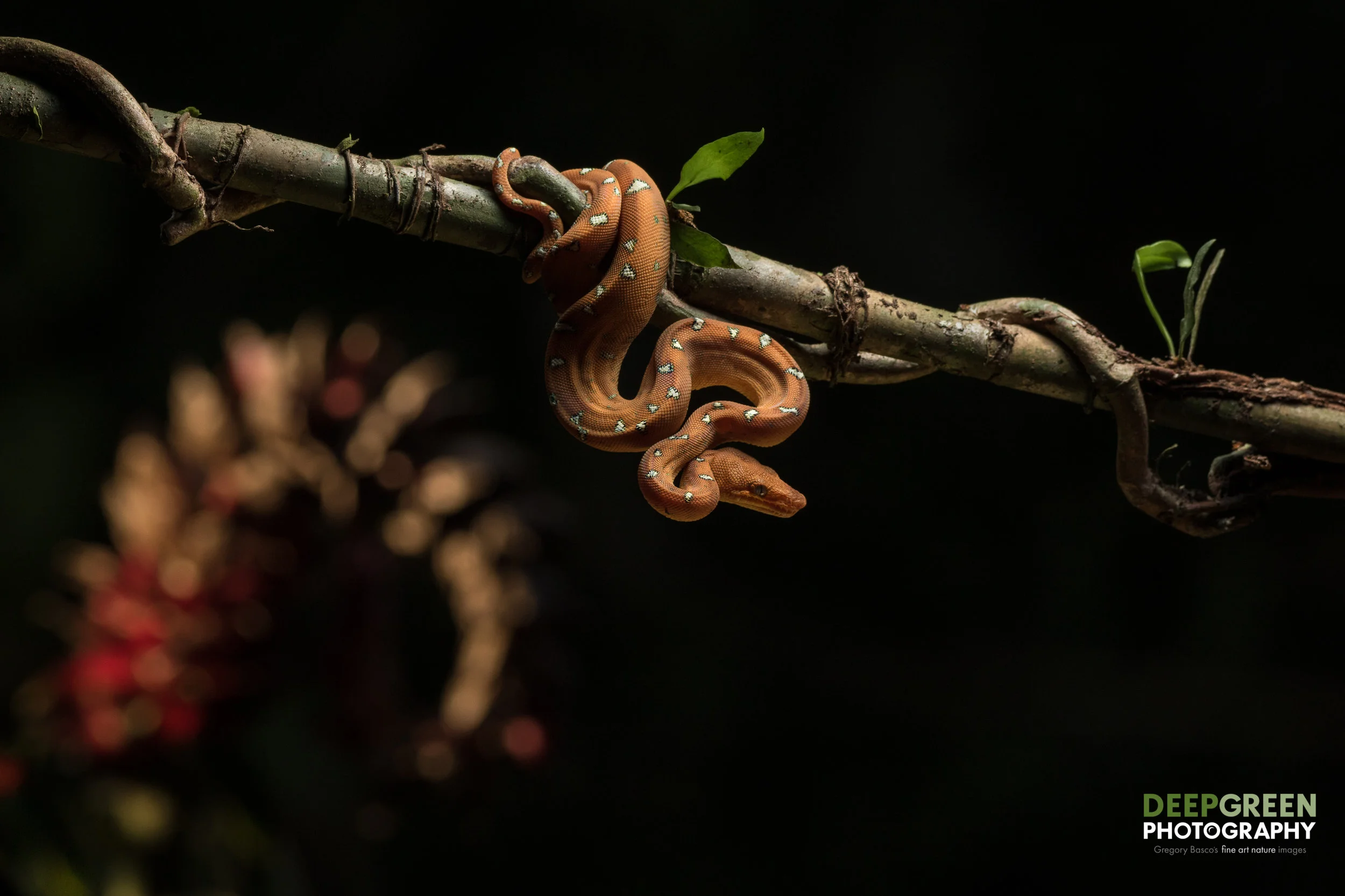 A rarely seen juvenile Emerald Tree Boa in the rainforest in the Amazon region of Peru
