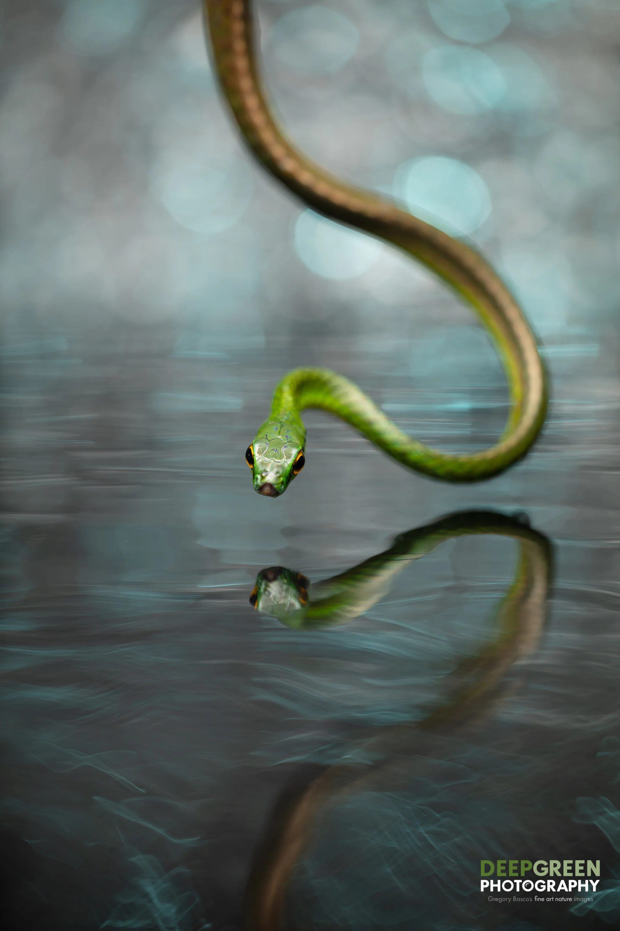 A Parrot Snake in Costa Rica