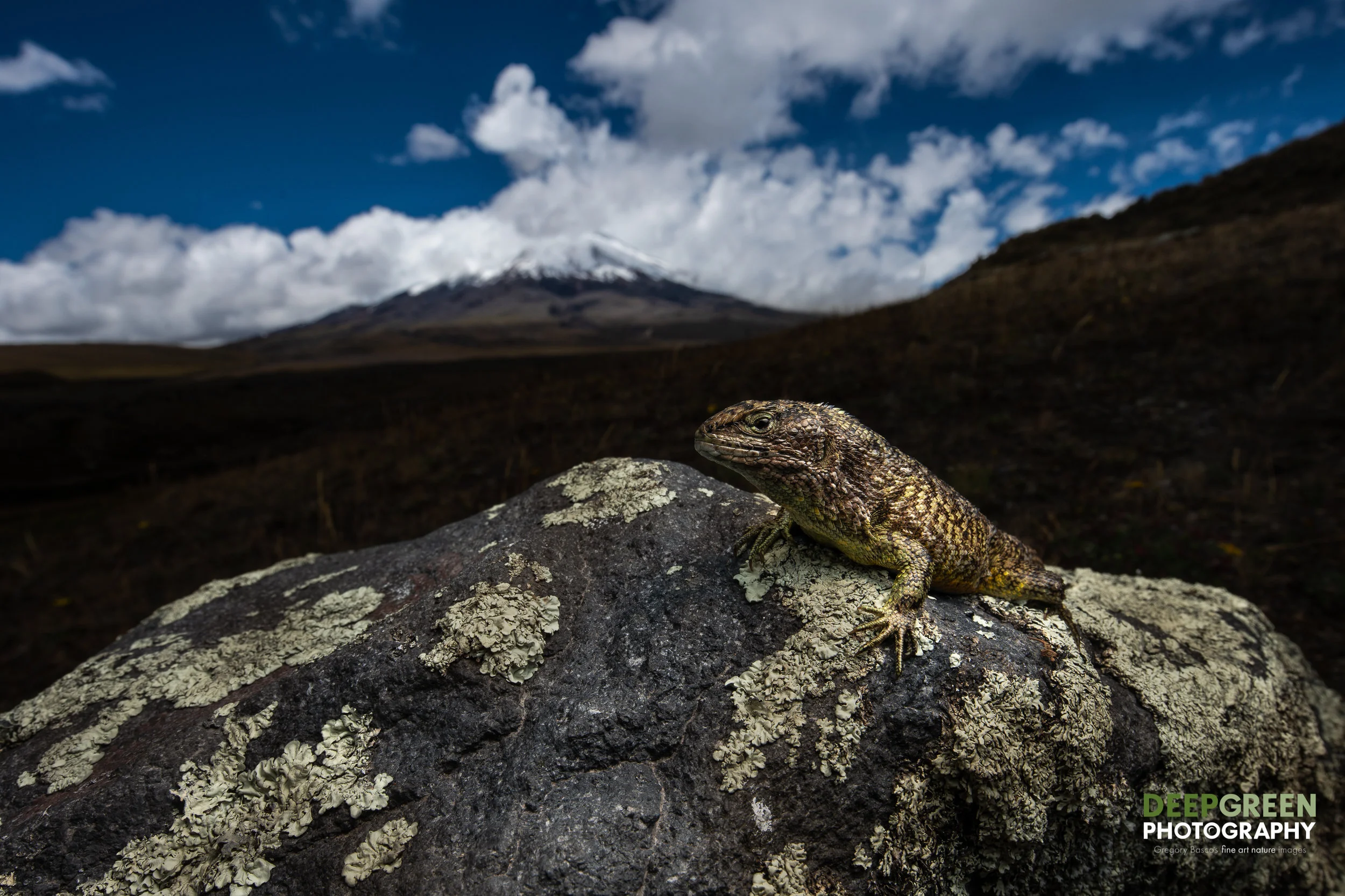A Quito Whorltail Lizard in the Cotopaxi Volcano National Park in Ecuador