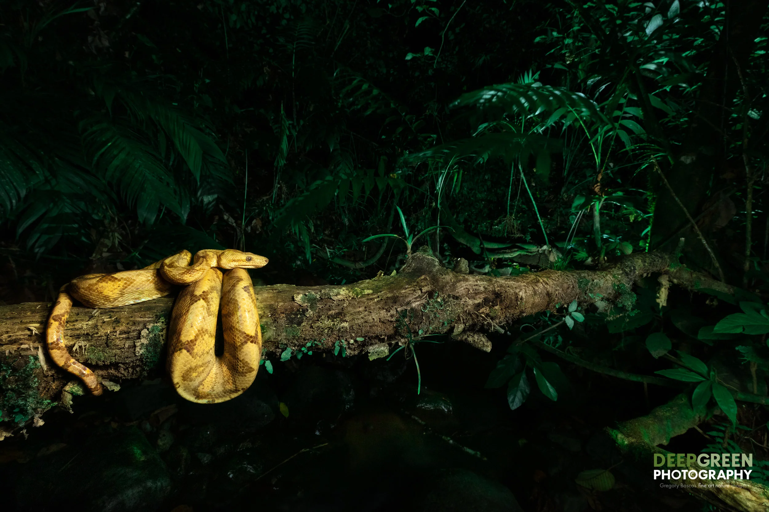 An Annulated Tree Boa at night in a Costa Rican rainforest