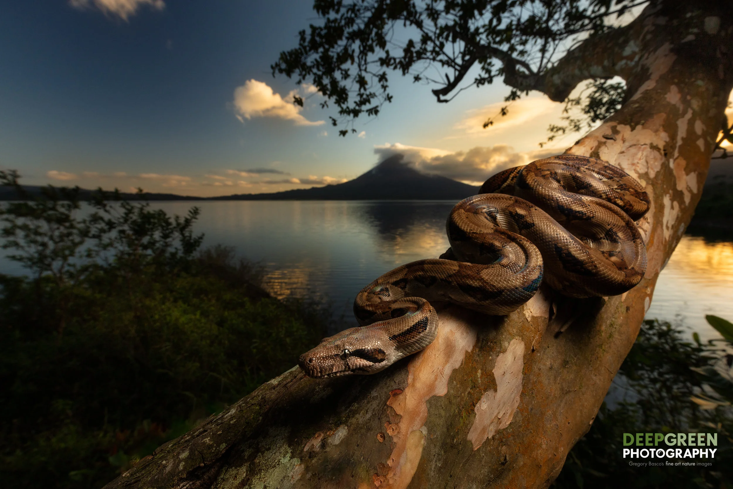 A Boa Constrictor at sunrise on the outskirts of the Arenal Volcano National Park in Costa Rica