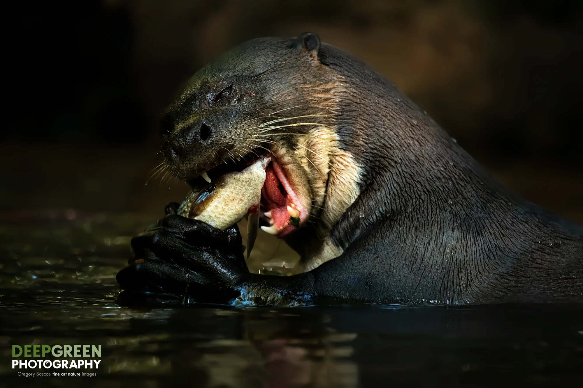 otter.jpg