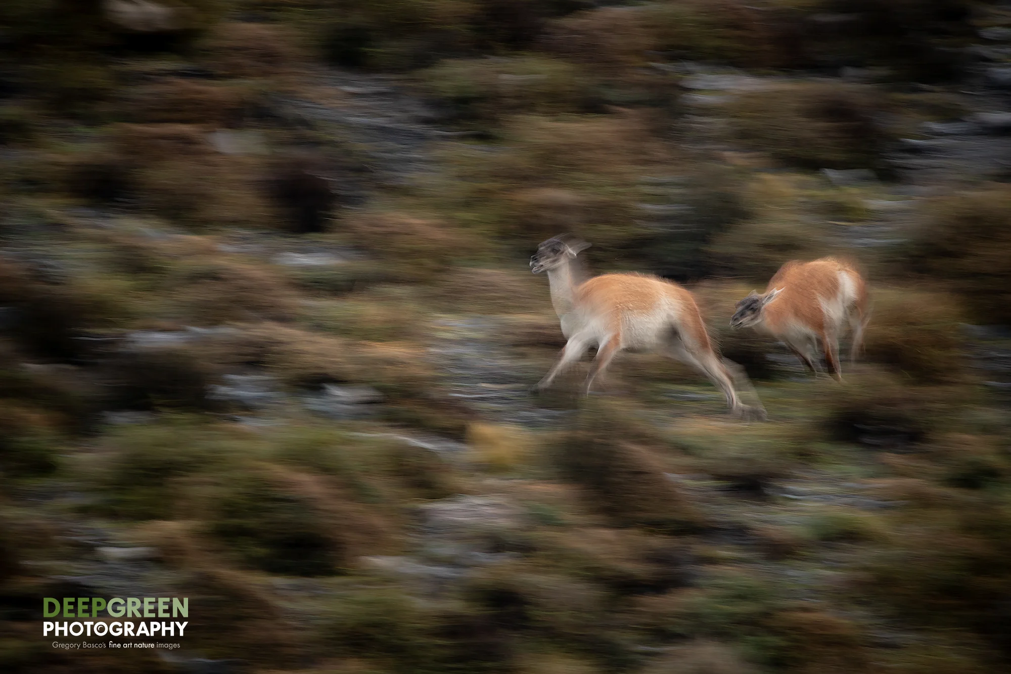 guanaco-running.jpg