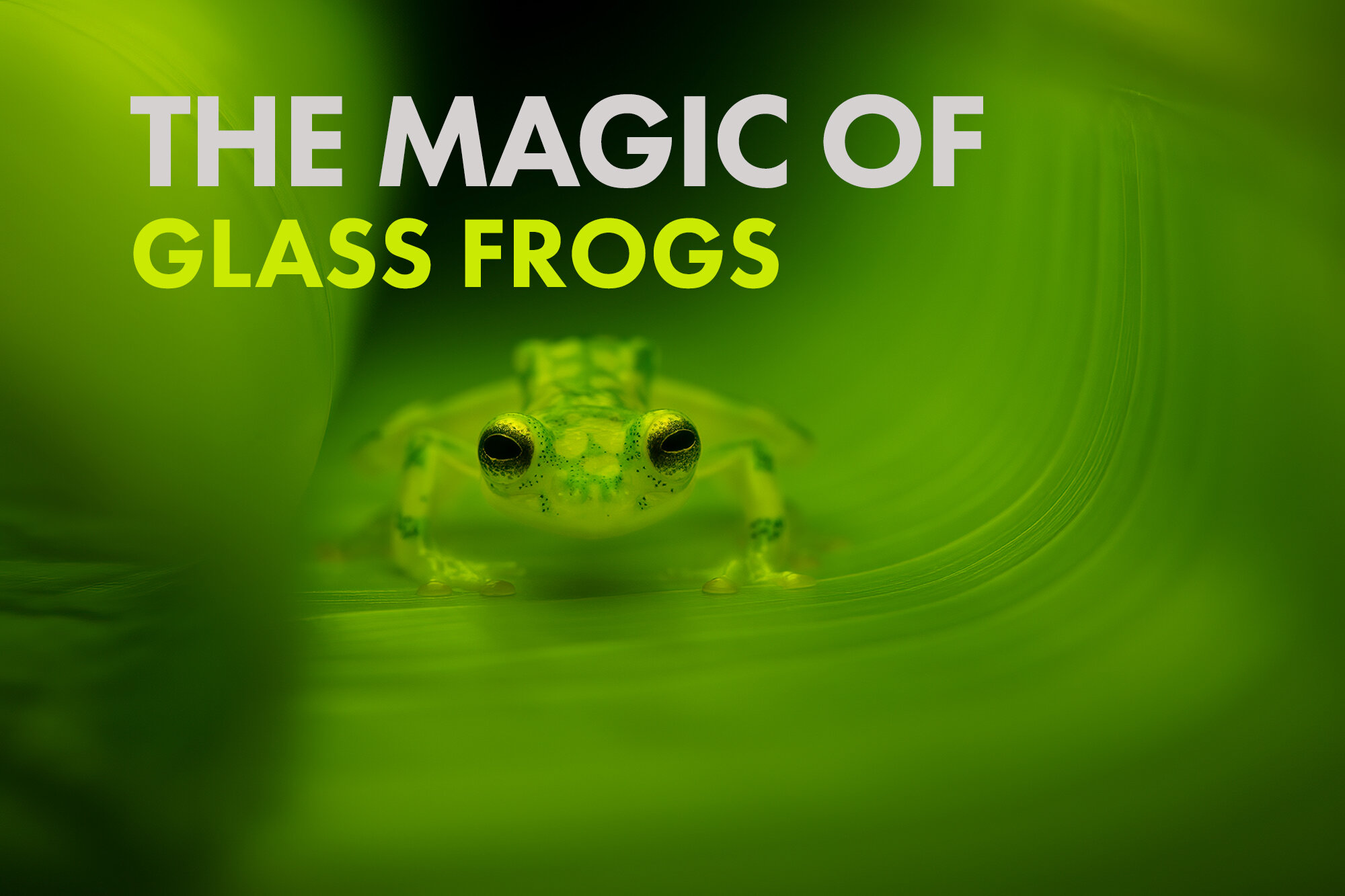 PHOTO SPOTLIGHT  The Magic of Glass Frogs — Deep Green Photography
