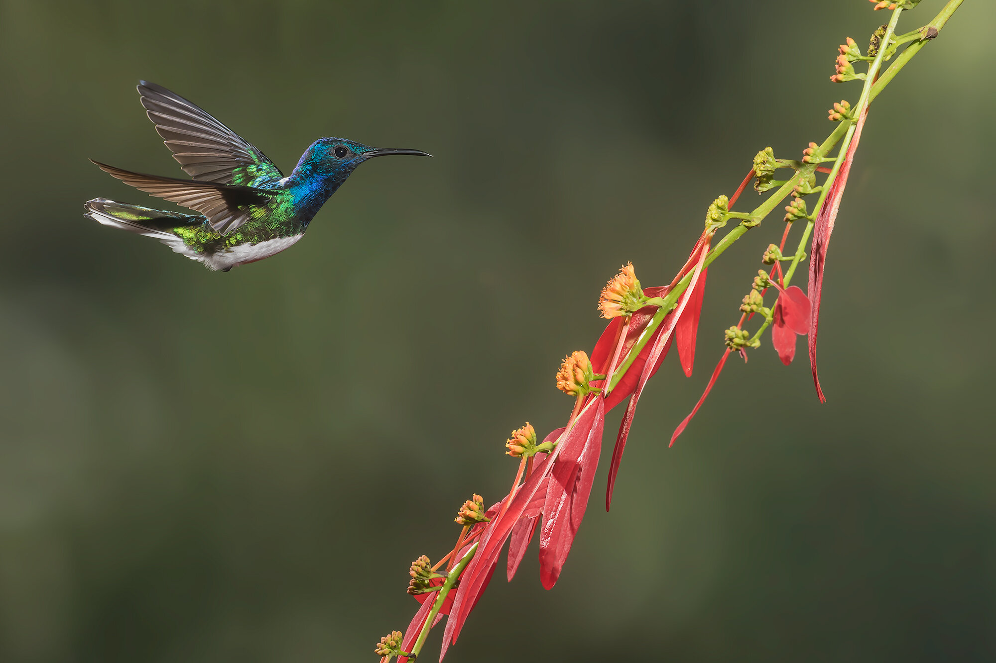 PHOTO LIFE | Photographing the Biodiversity of Ecuador — Deep Green ...