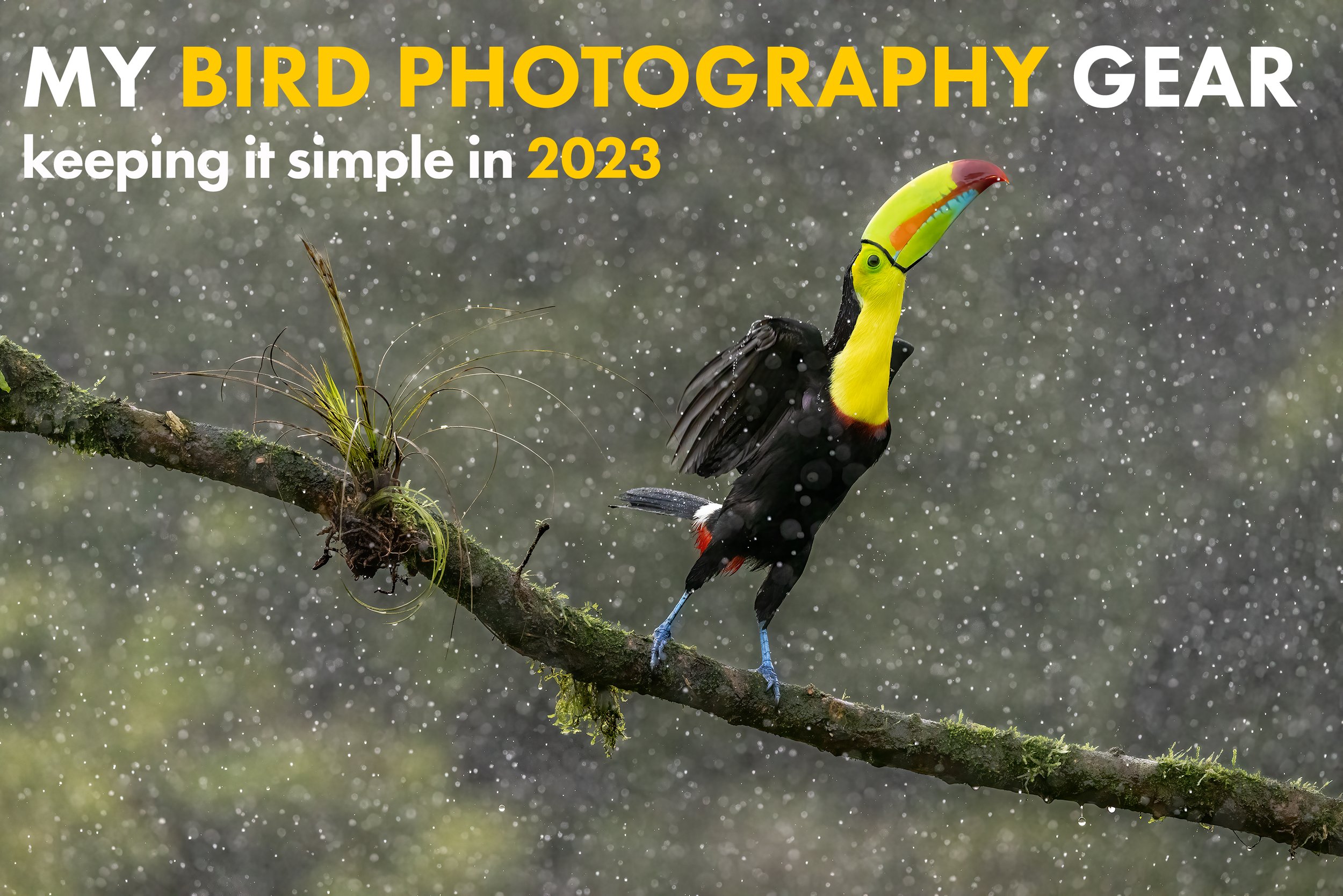 How to Photograph Flocks of Birds - Nature TTL